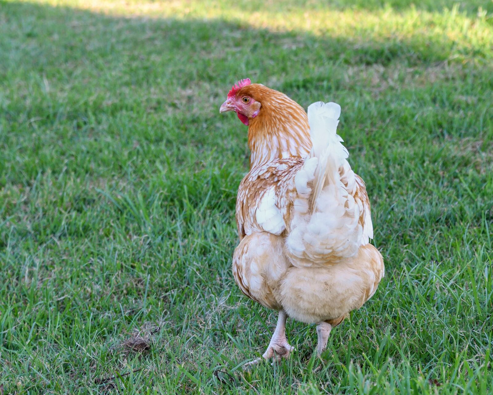 Nikon D500 sample photo. Hen, grass, walk photography