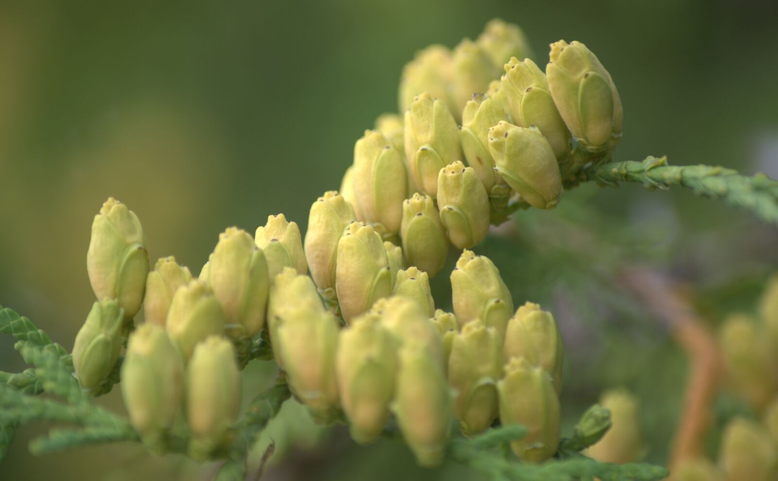 Sony Alpha DSLR-A300 sample photo. Nature, macro, natural photography