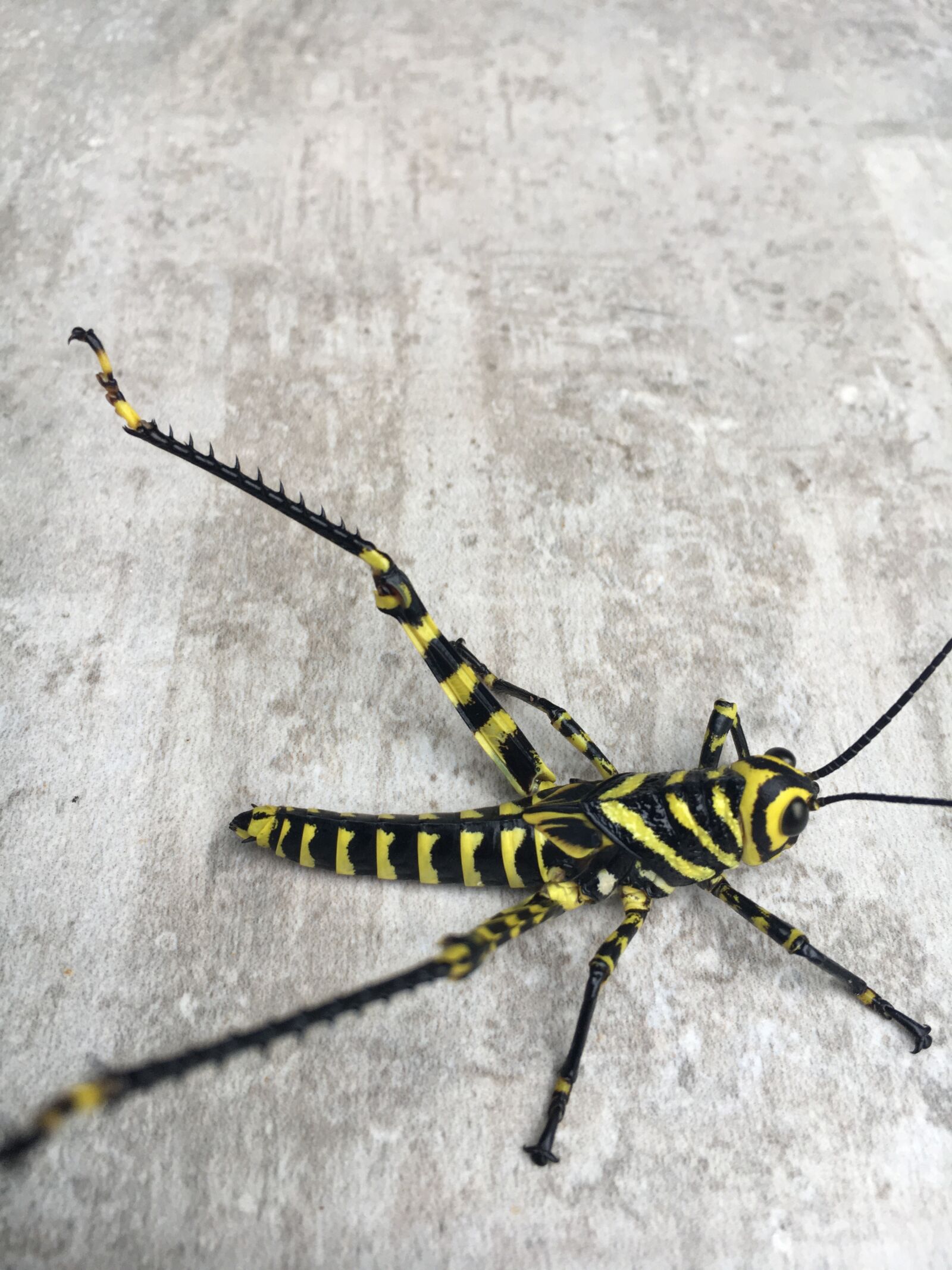 iPhone 6s back camera 4.15mm f/2.2 sample photo. Grass hopper, insect, hopper photography
