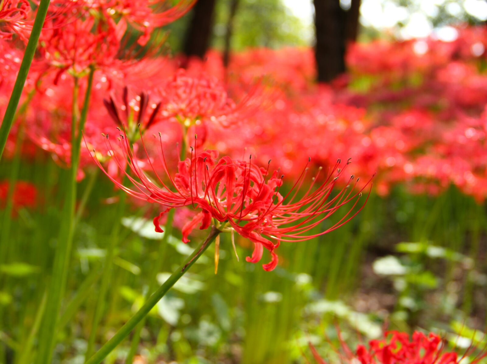 Canon EOS 550D (EOS Rebel T2i / EOS Kiss X4) sample photo. Spider lily, flowers, amaryllidaceae photography
