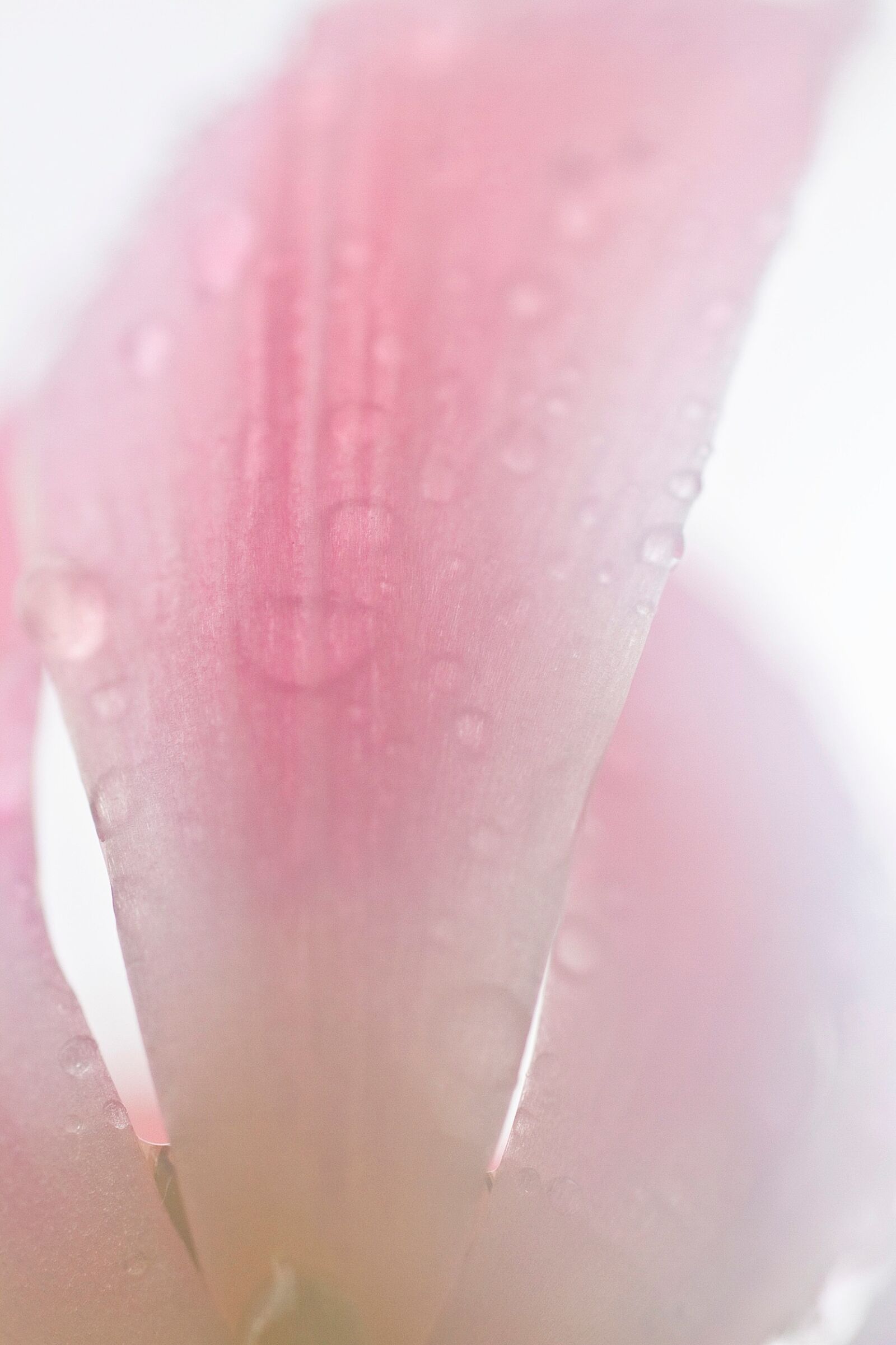 Canon EOS 7D + Sigma 50mm f/2.8 EX sample photo. Abstract, after, the, rain photography