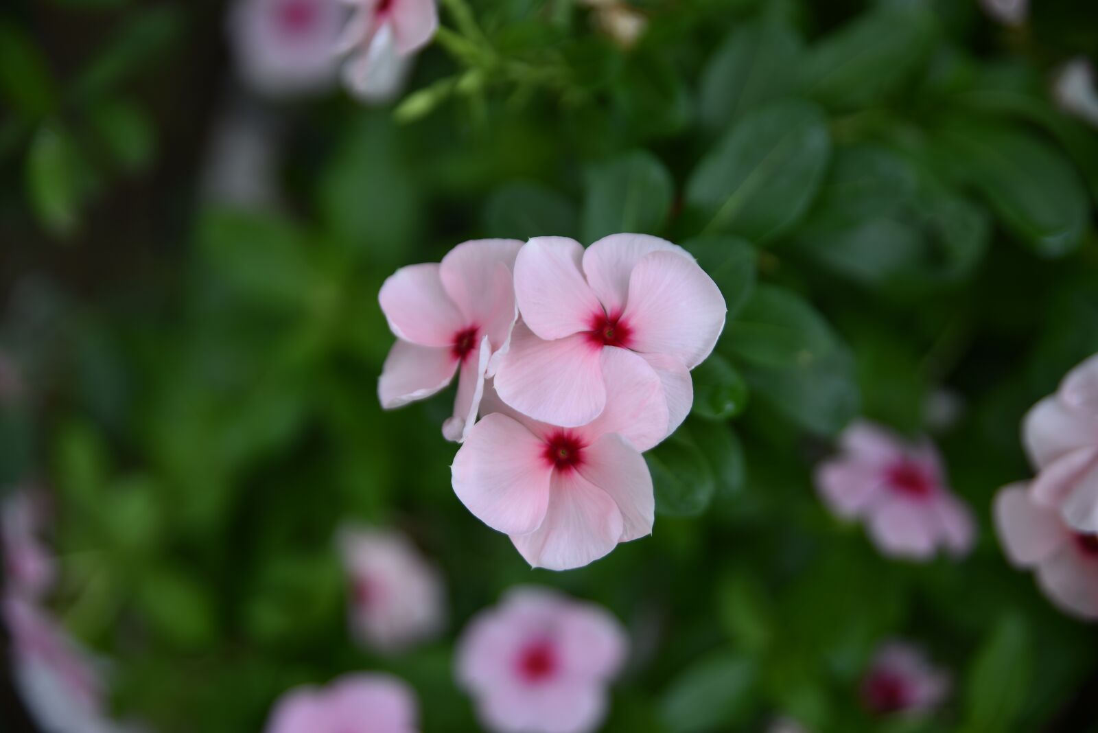 Nikon D750 sample photo. Flower, nature, flora photography