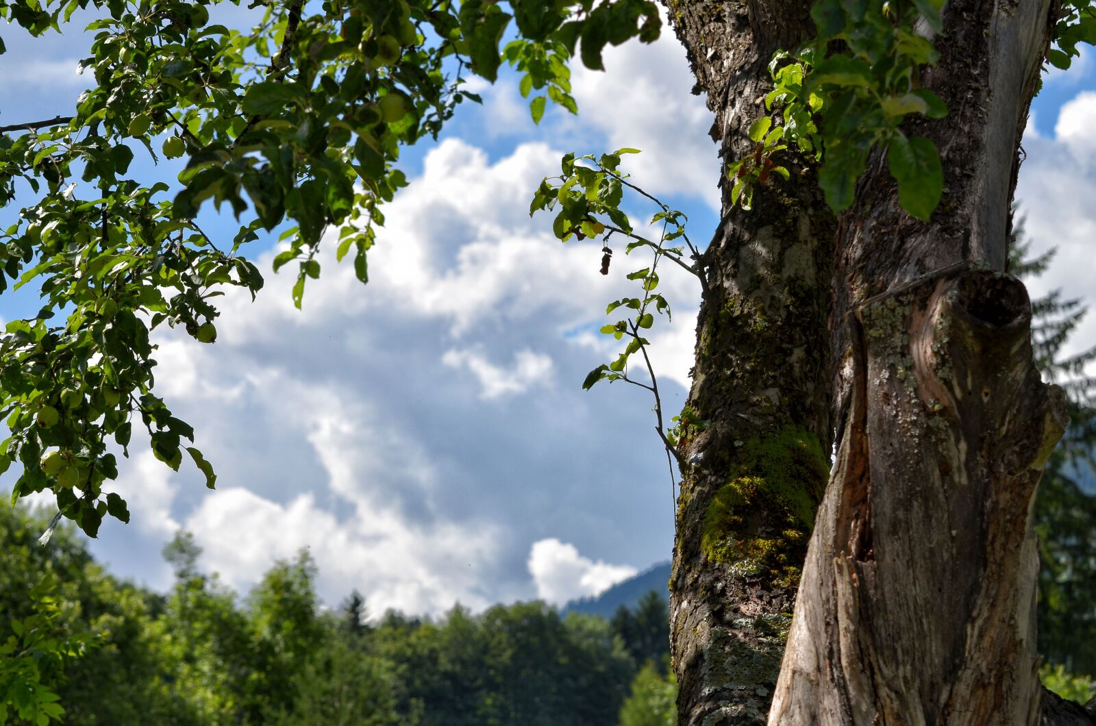 Nikon D7000 sample photo. Tree, tree bark, house photography