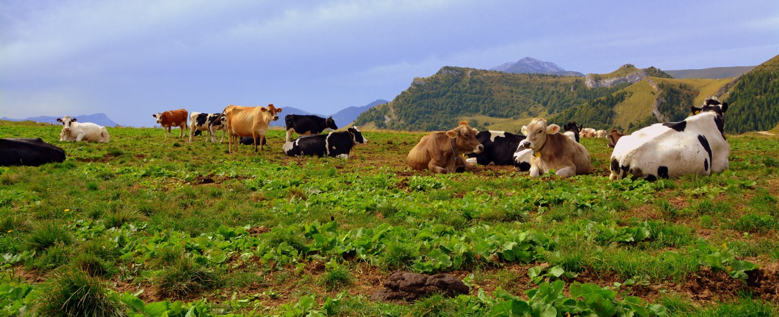 Nikon D7100 sample photo. Cow, prato, mountain photography