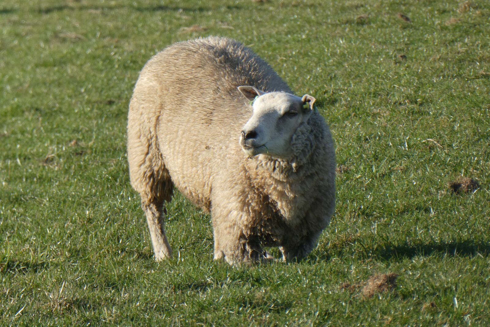 Panasonic Lumix DC-ZS70 (Lumix DC-TZ90) sample photo. Sheep, whey, kneeling photography