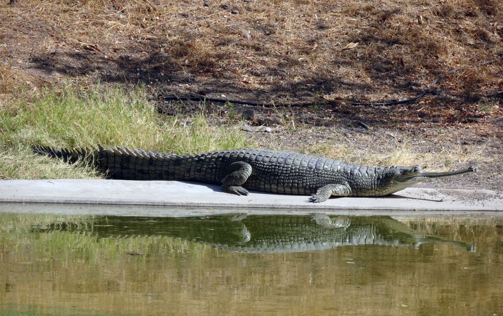 Sony Cyber-shot DSC-HX90V sample photo. Gharial, gavialis gangeticus, gavial photography