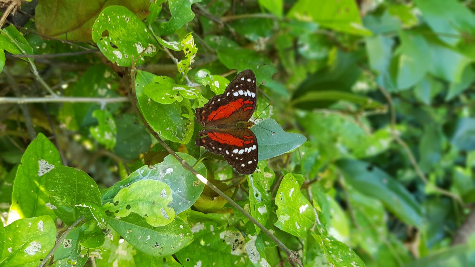 Samsung Galaxy S8+ sample photo. Nature, butterfly, leaves photography