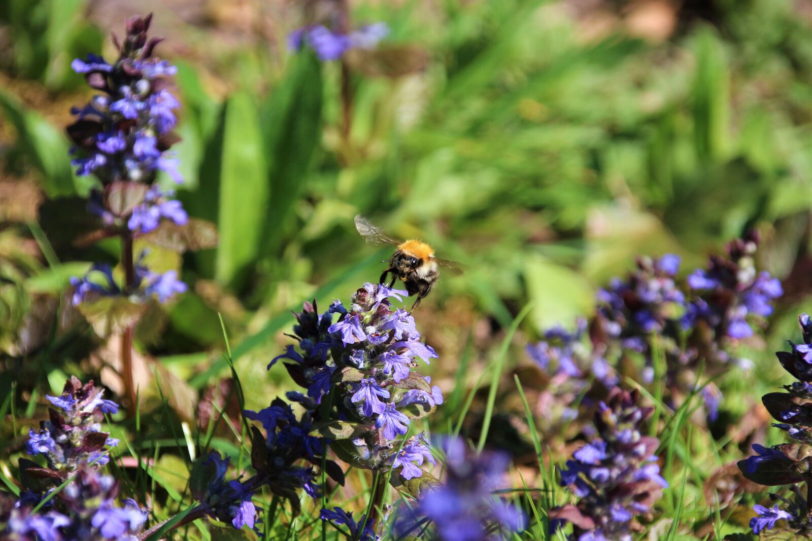 Canon EOS 700D (EOS Rebel T5i / EOS Kiss X7i) sample photo. Wild flowers, spring, flower photography