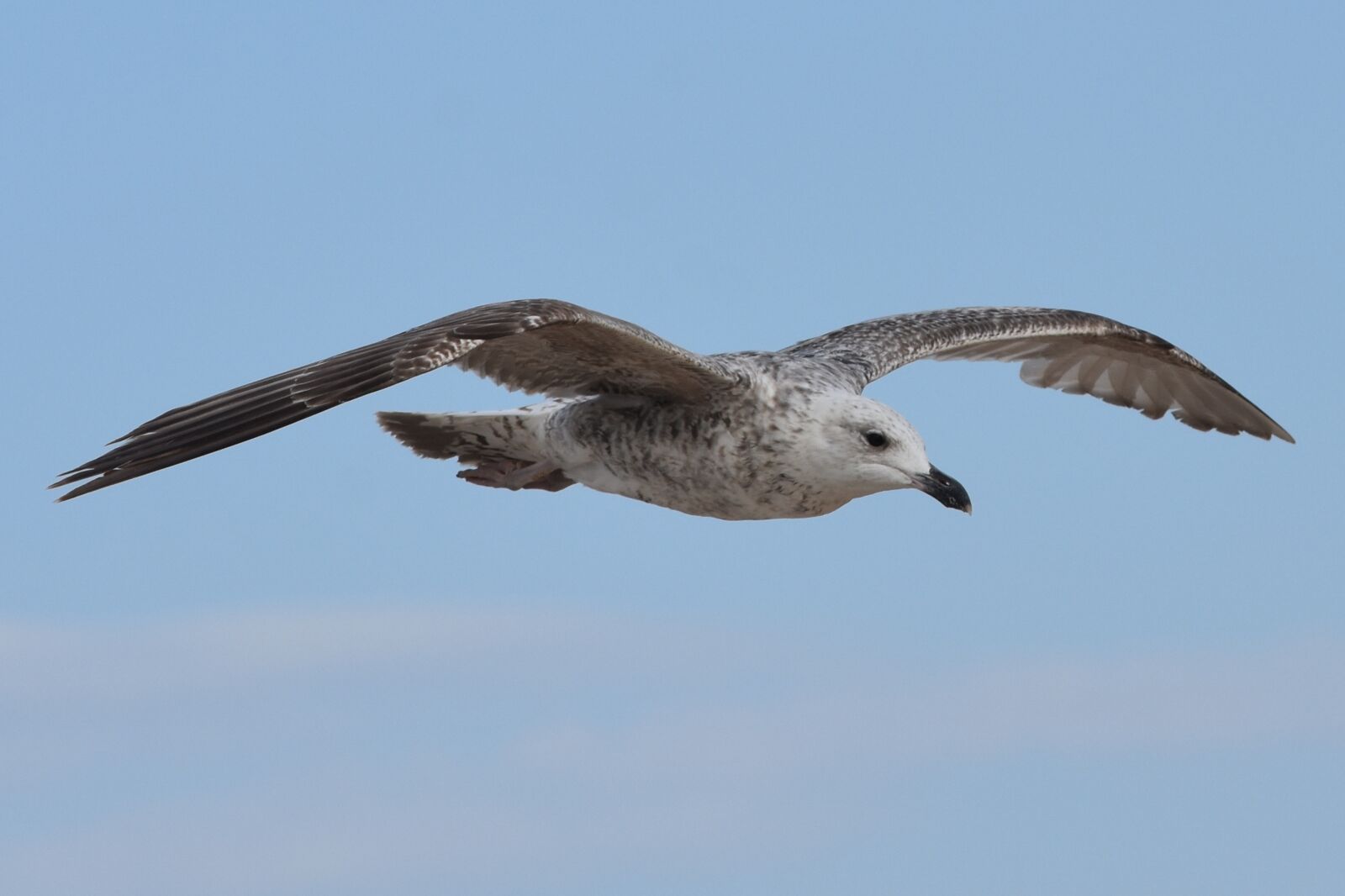 Nikon D7200 sample photo. Seagull, bird, animal photography