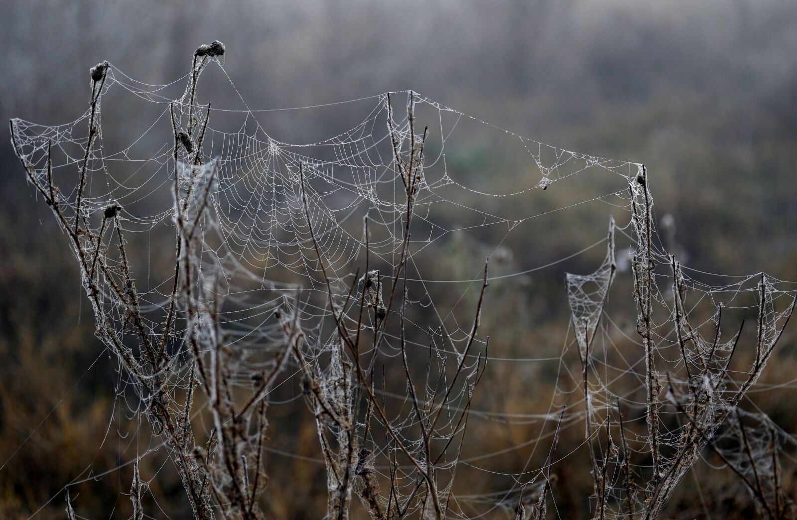 Canon EF-S 60mm F2.8 Macro USM sample photo. Spider web, drops, dew photography
