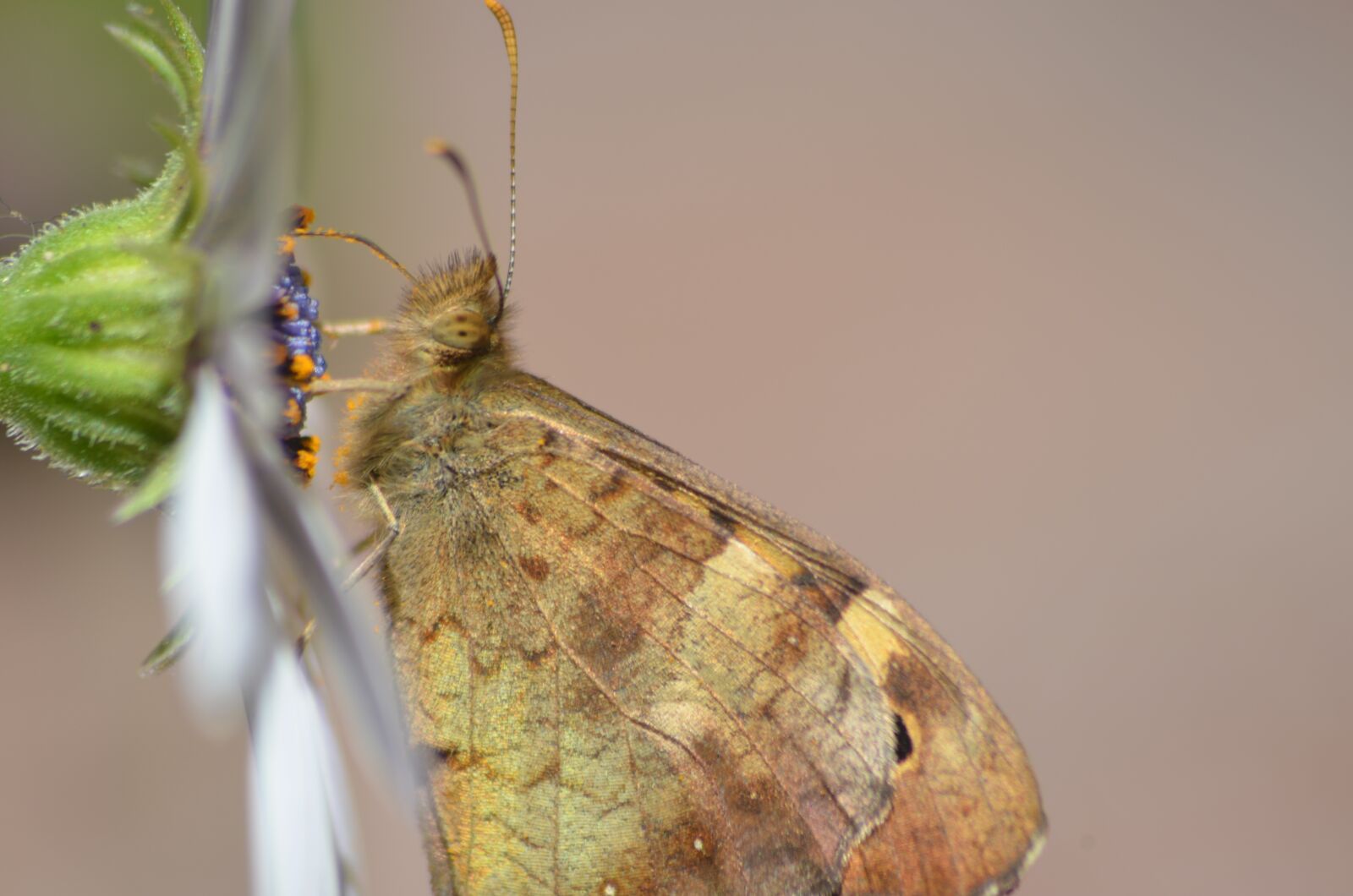 Nikon D5100 sample photo. Butterfly, insect, wings photography