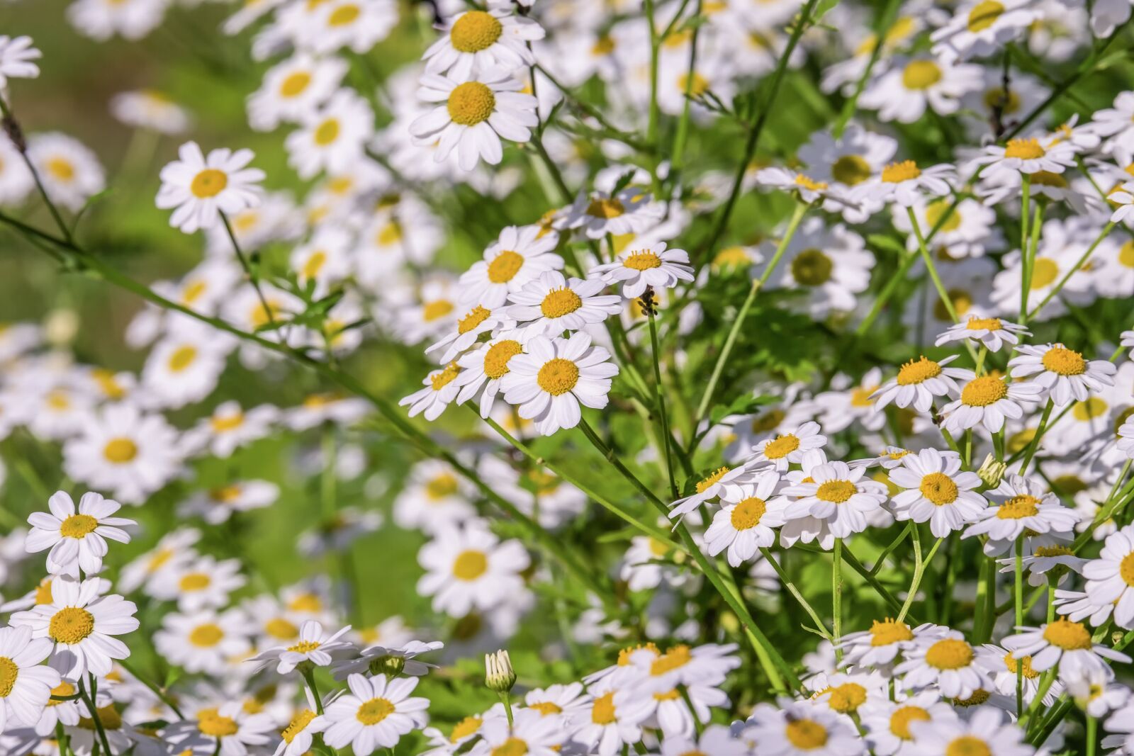 Fujifilm XF 55-200mm F3.5-4.8 R LM OIS sample photo. Chamomile, chamomile flower, medicinal photography