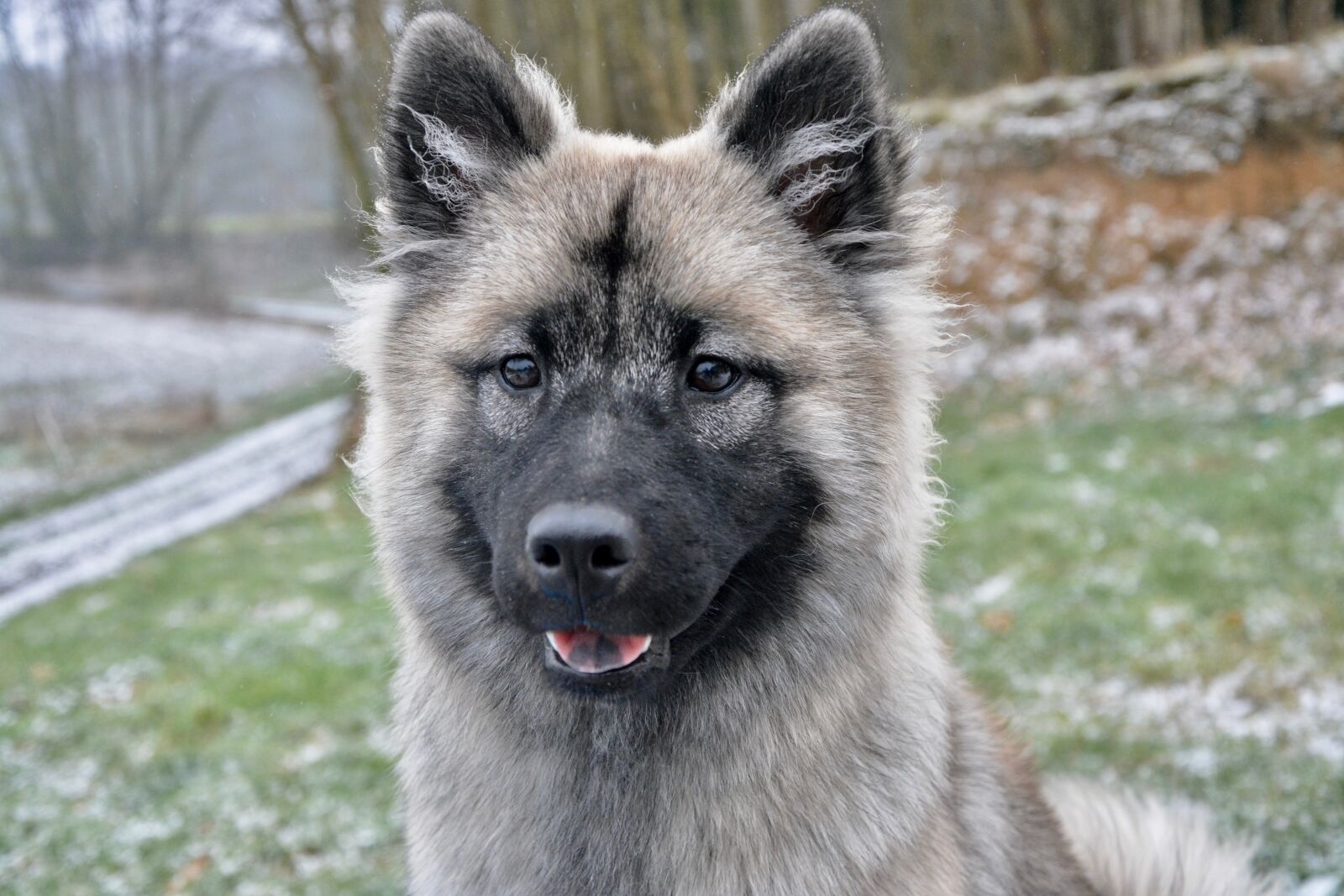 Nikon D5200 sample photo. Dog, bitch nova, young photography