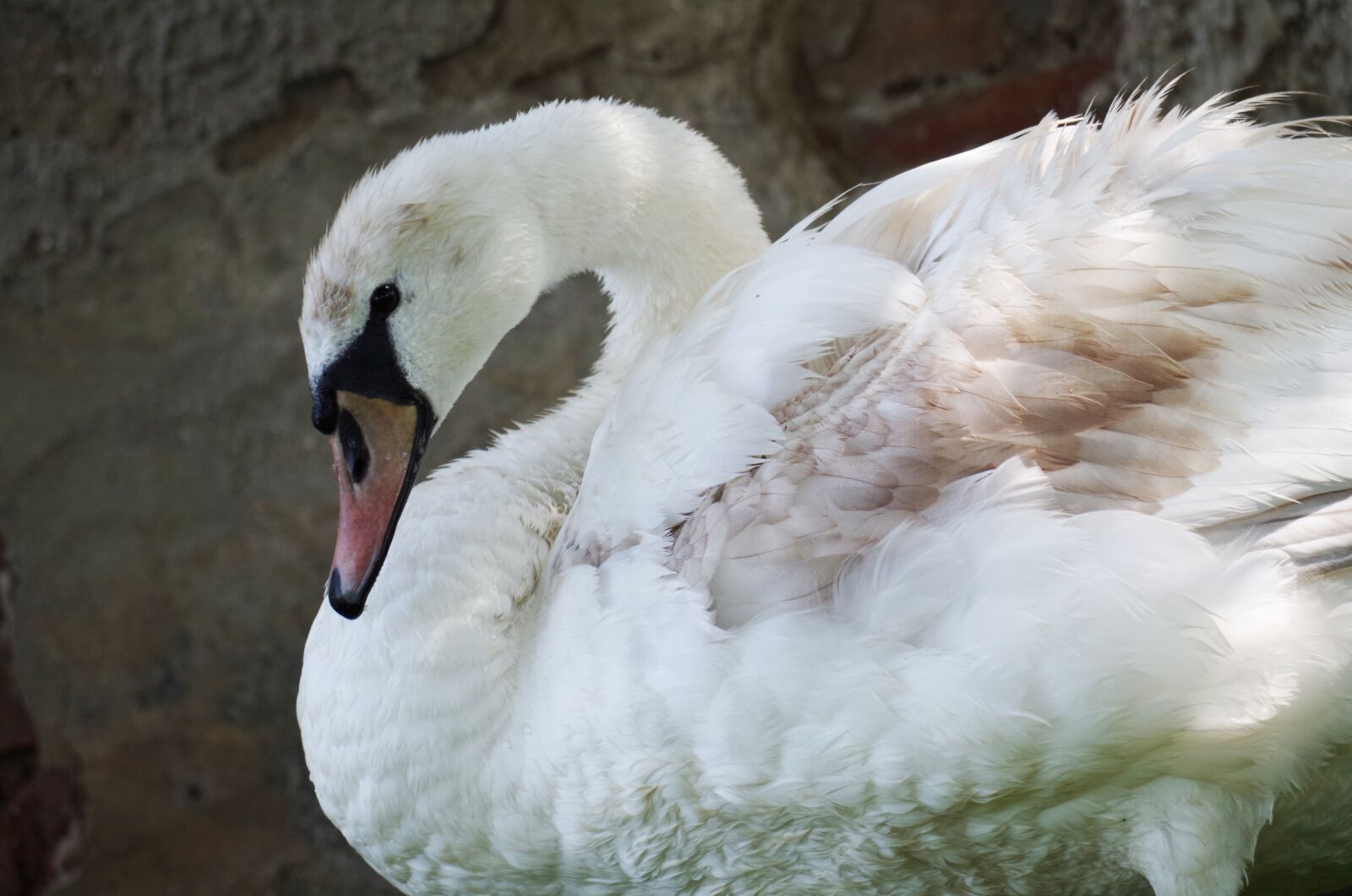 Pentax K-500 sample photo. Swan, bird, white photography