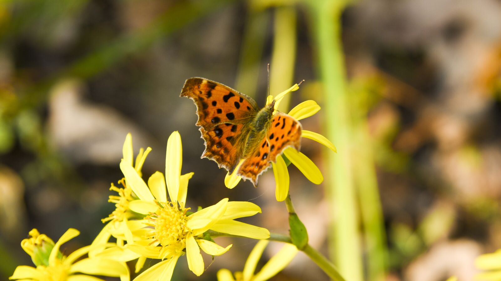 Nikon D750 sample photo. Butterfly, animal, flowers photography