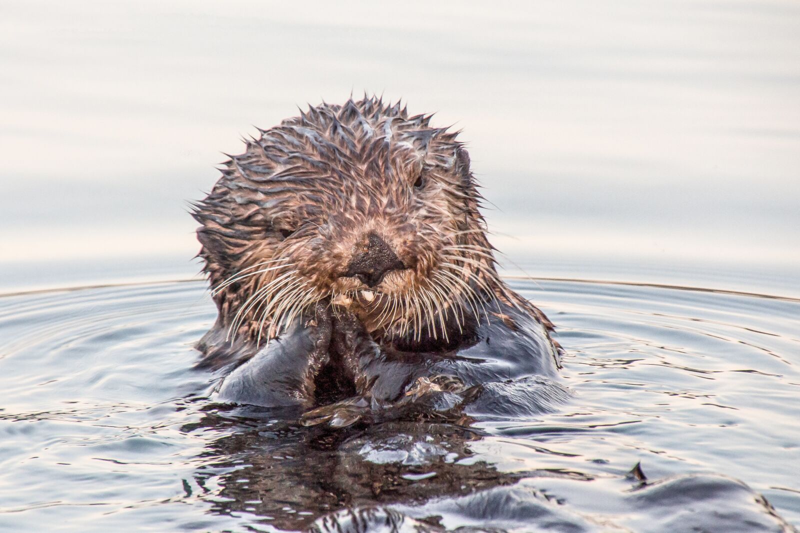 Canon EOS 650D (EOS Rebel T4i / EOS Kiss X6i) sample photo. Otter, seward, alaska photography