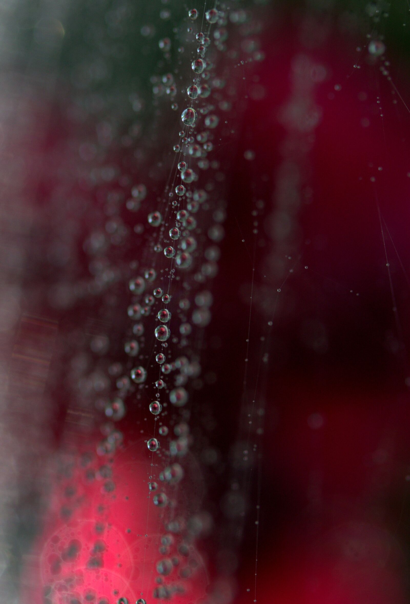 Canon EF-S 60mm F2.8 Macro USM sample photo. Spider web, drops, coloring photography