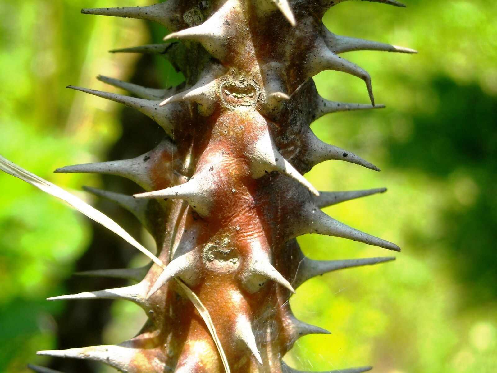 Nikon Coolpix L16 sample photo. Thorn, the tree, plants photography