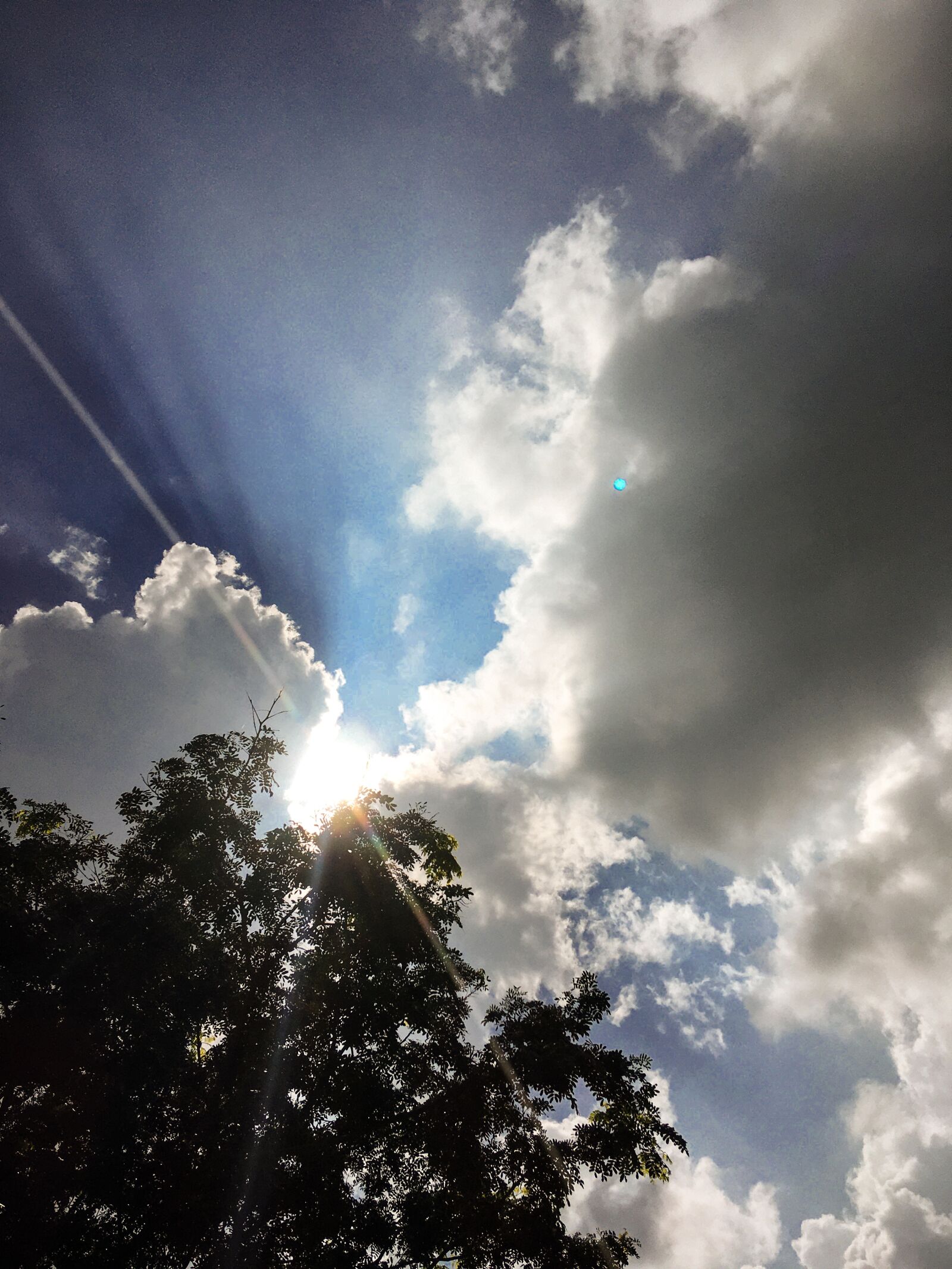 Apple iPhone SE (1st generation) sample photo. Sky, sun, tree photography