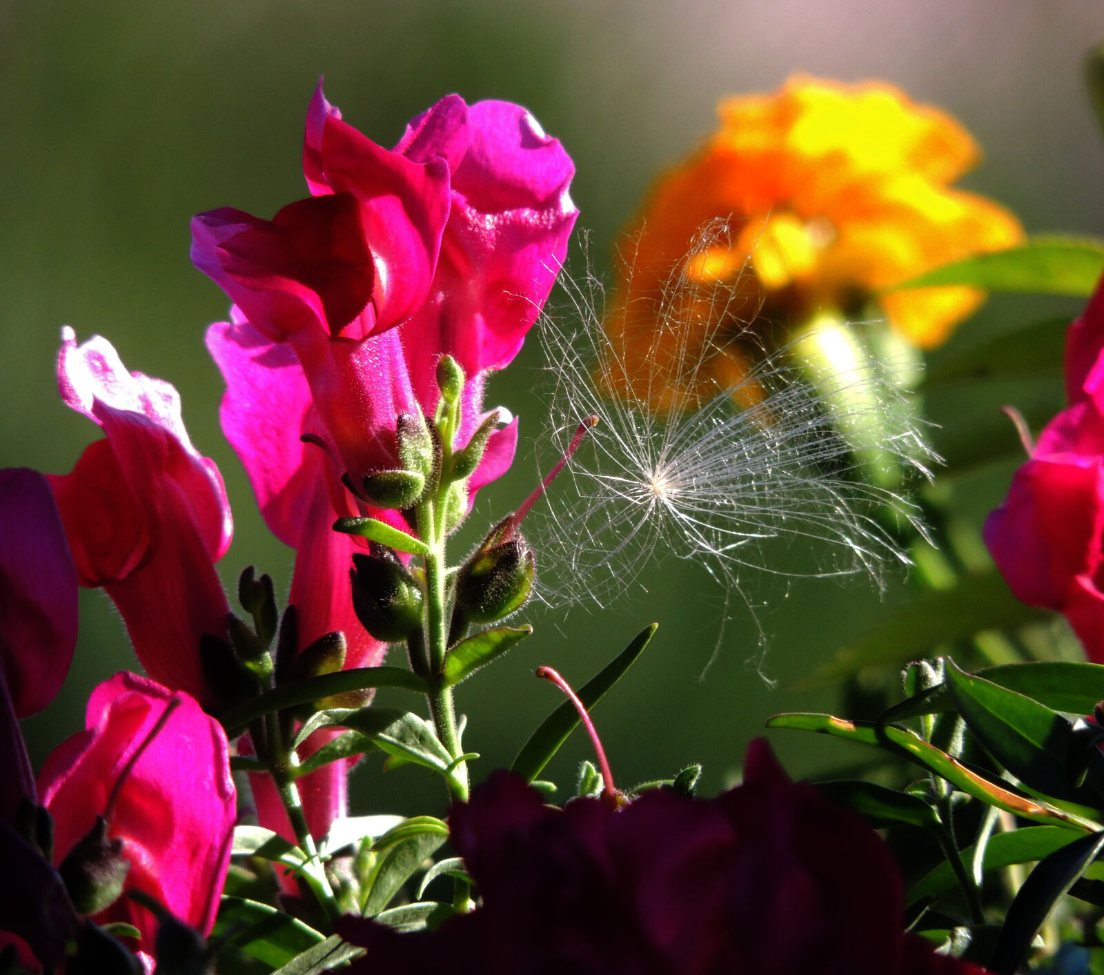 Nikon Coolpix P510 sample photo. Dandelion, flowers, macro, red photography