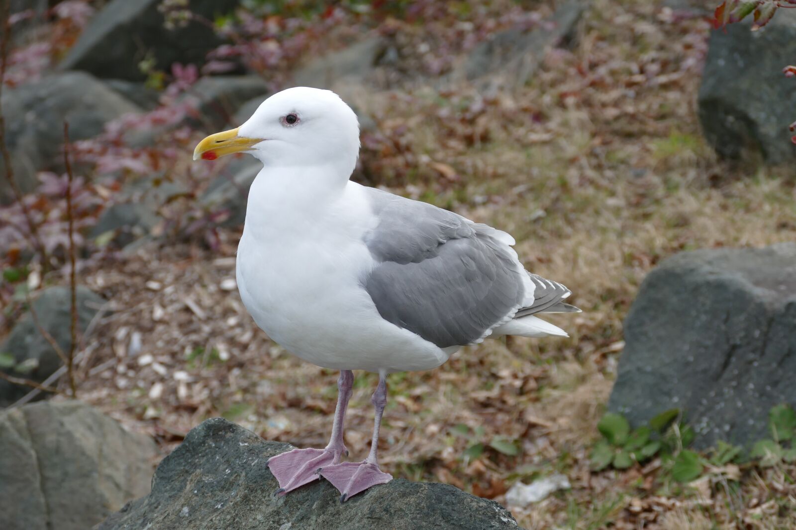 Panasonic Lumix DMC-FZ1000 sample photo. Bird, seagull, wildlife photography