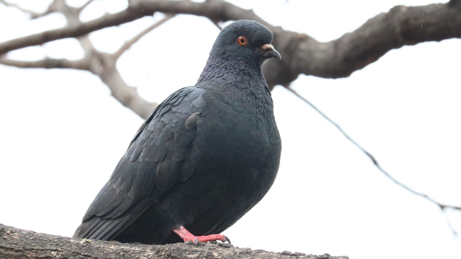 Canon EOS 750D (EOS Rebel T6i / EOS Kiss X8i) sample photo. New, animal, wildlife photography