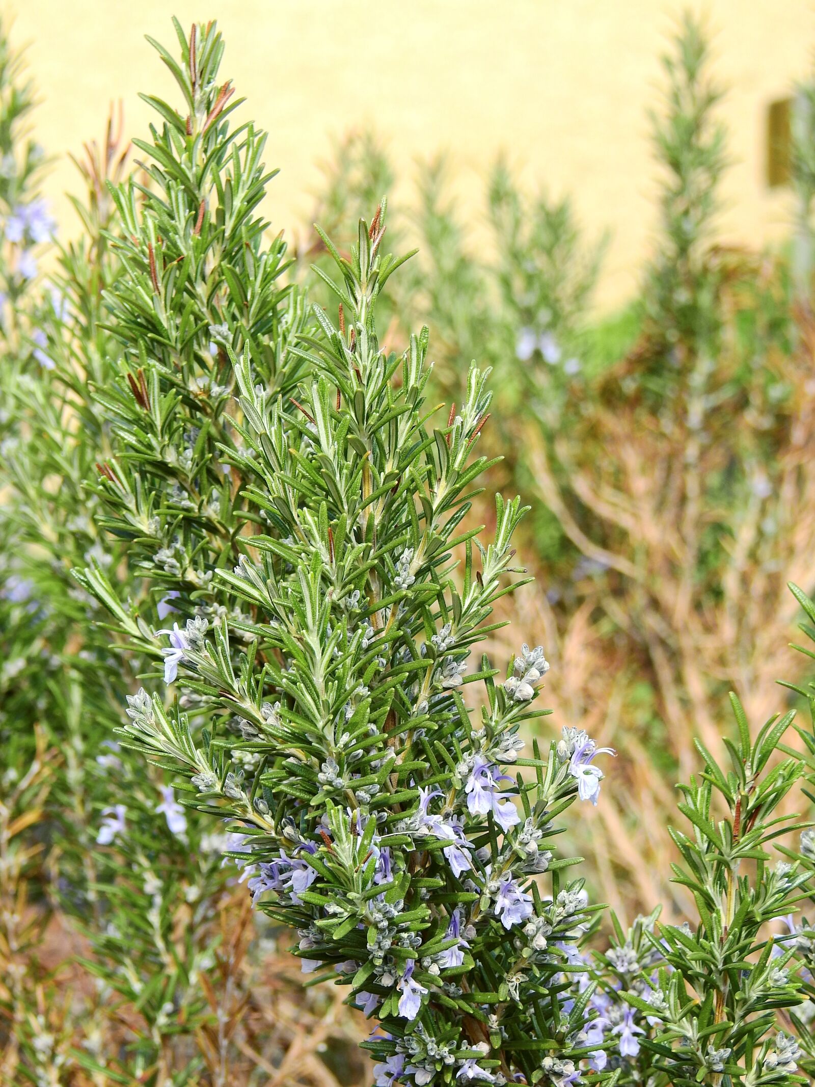 Nikon Coolpix P900 sample photo. Rosemary, spice, plant photography