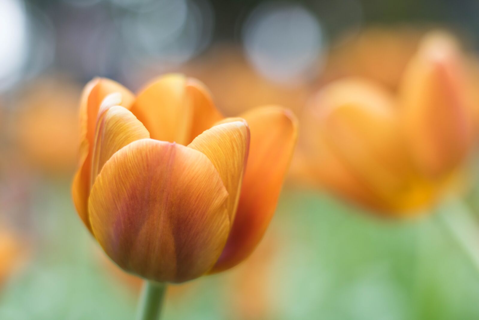 Canon EOS 750D (EOS Rebel T6i / EOS Kiss X8i) sample photo. Tulip, flowers, garden photography