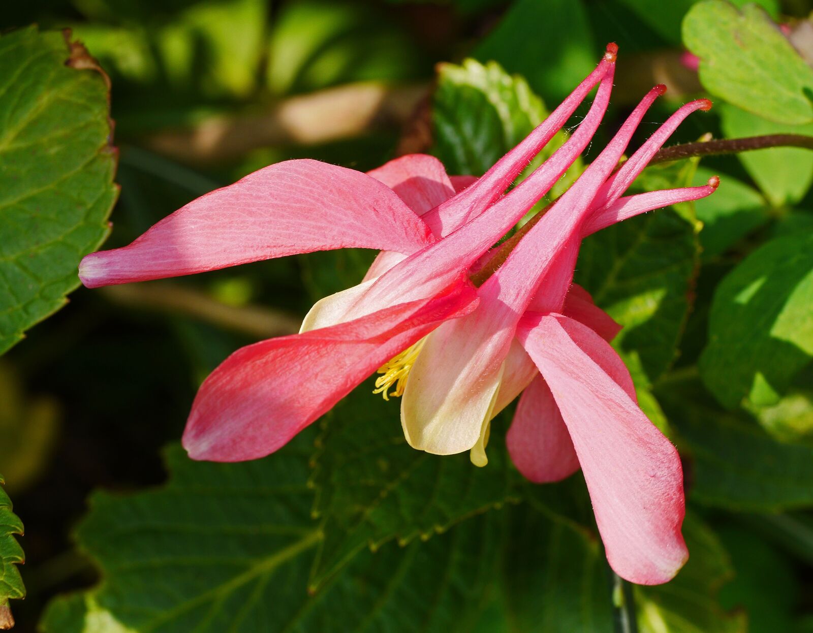 Panasonic Lumix DMC-GH3 sample photo. Columbine, blossom, bloom photography