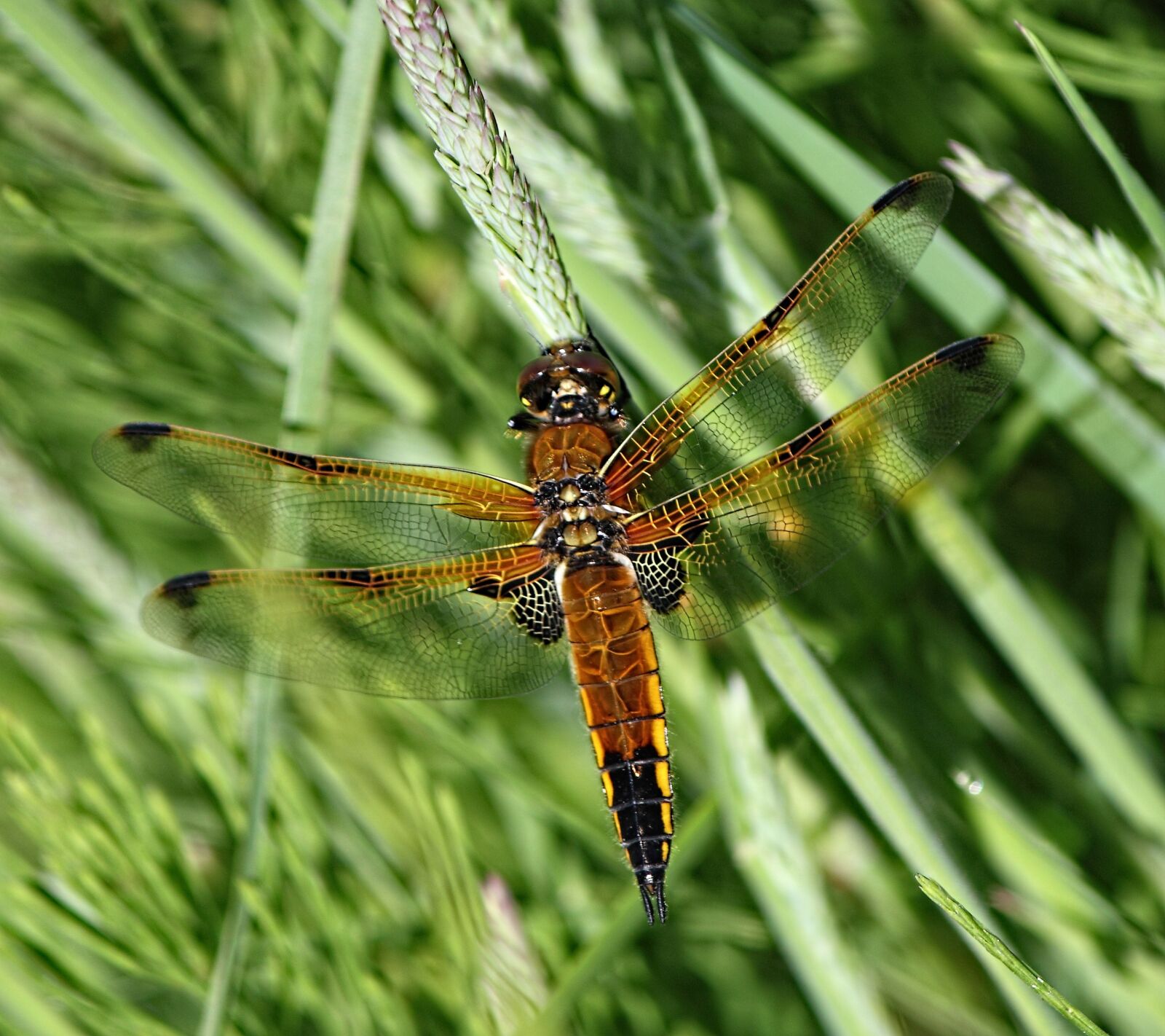 Canon EOS 500D (EOS Rebel T1i / EOS Kiss X3) sample photo. Dragonfly, insect, nature photography