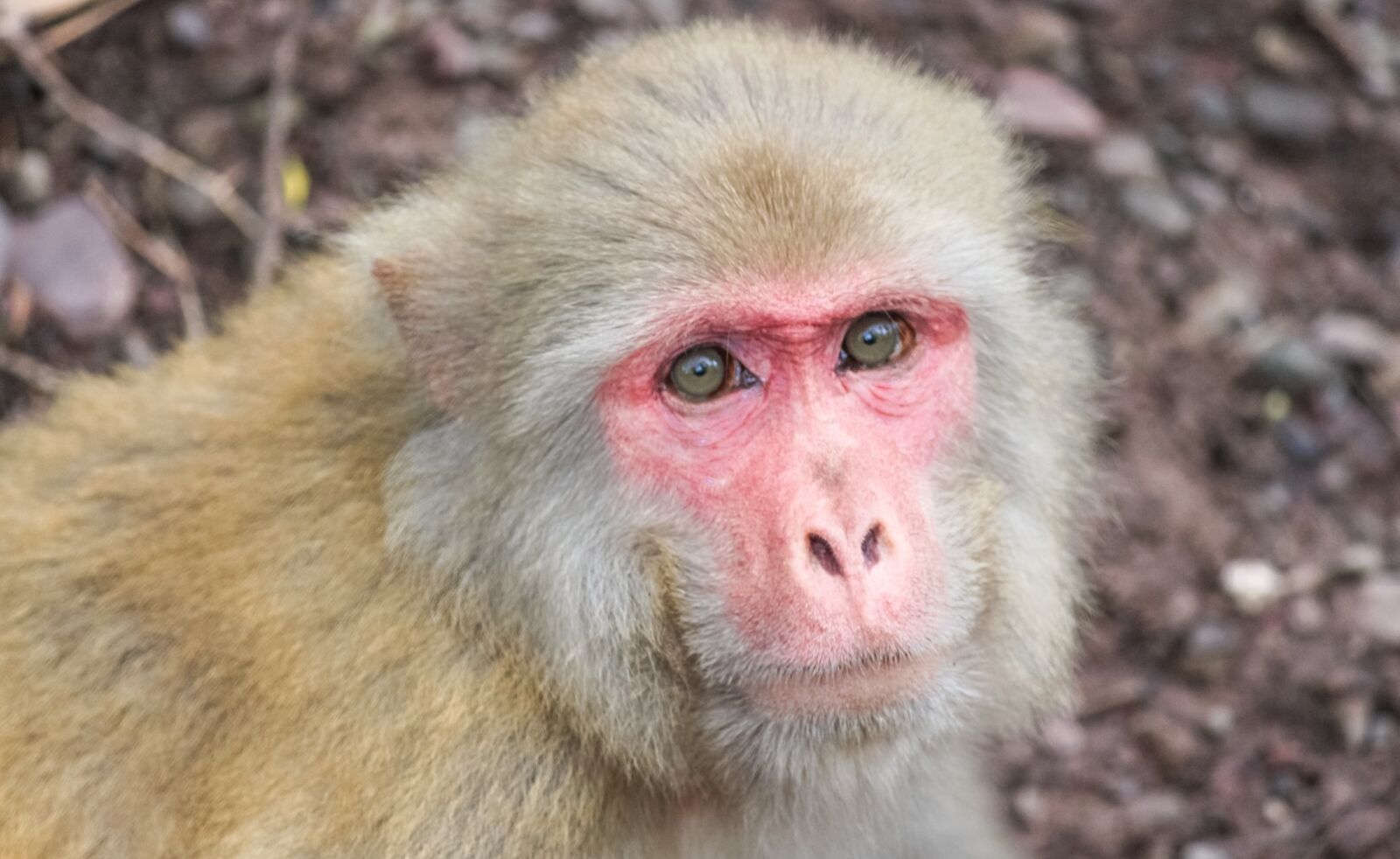 Canon EOS 700D (EOS Rebel T5i / EOS Kiss X7i) sample photo. Monkey, primate, mammal photography