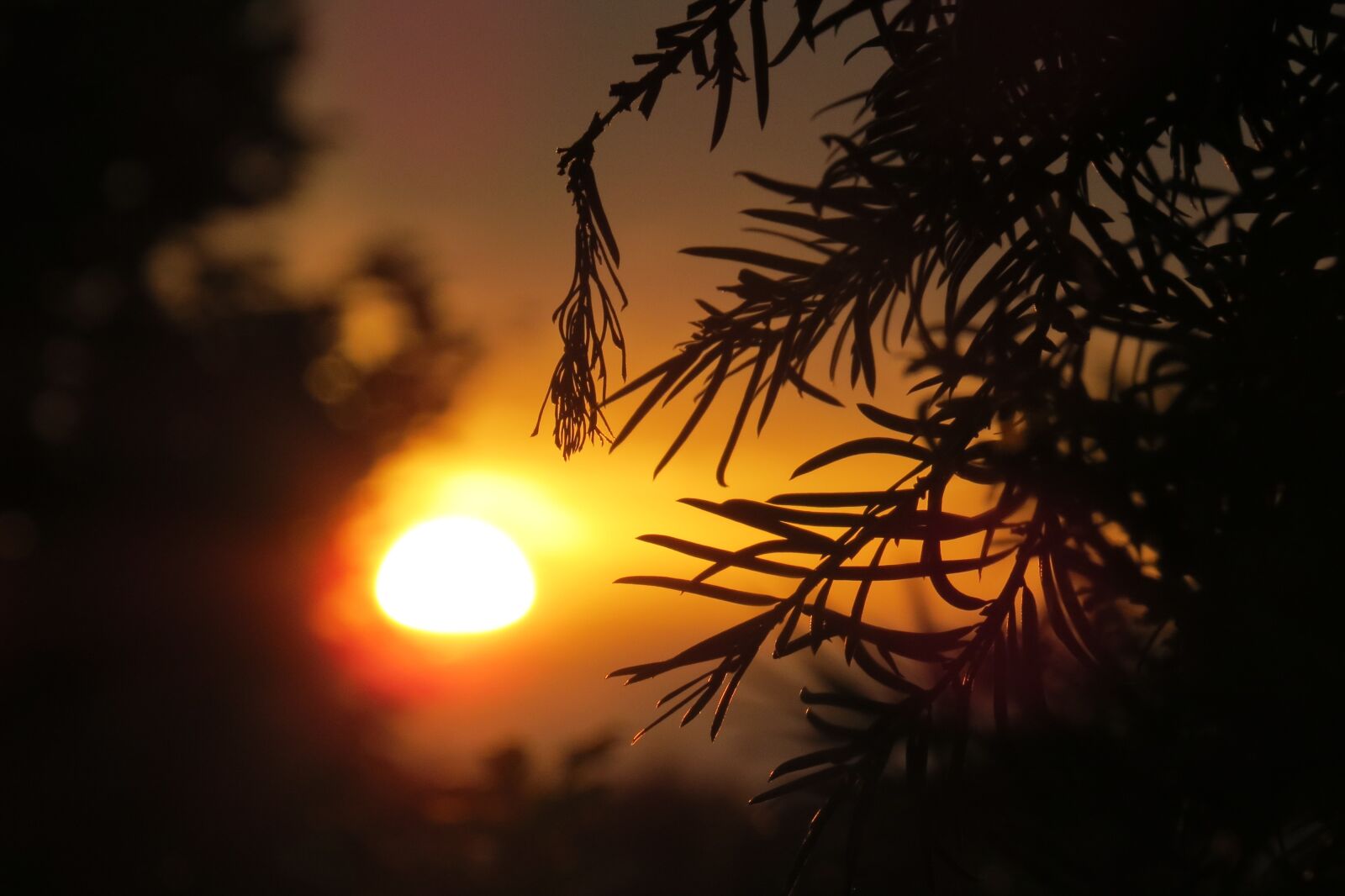 Canon PowerShot SX50 HS sample photo. Sunset, sun, abendstimmung photography