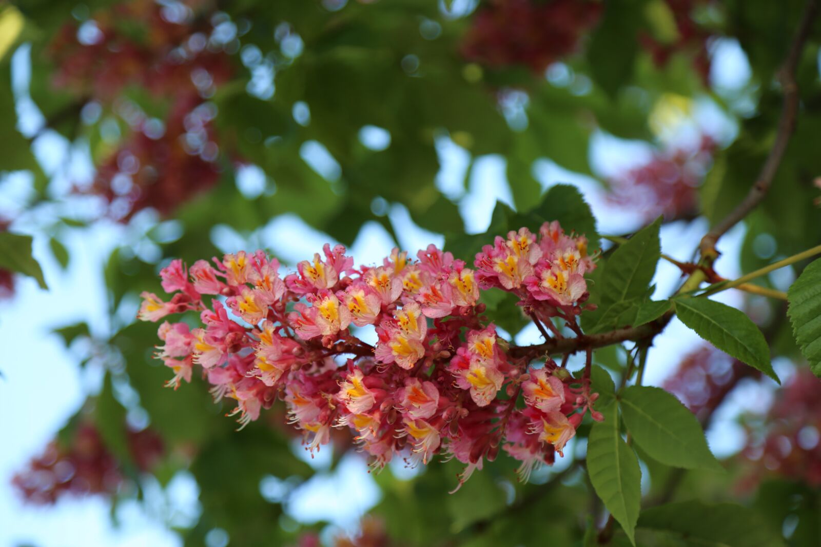 Canon EF 24-105mm F4L IS USM sample photo. Nature, tree, plant photography