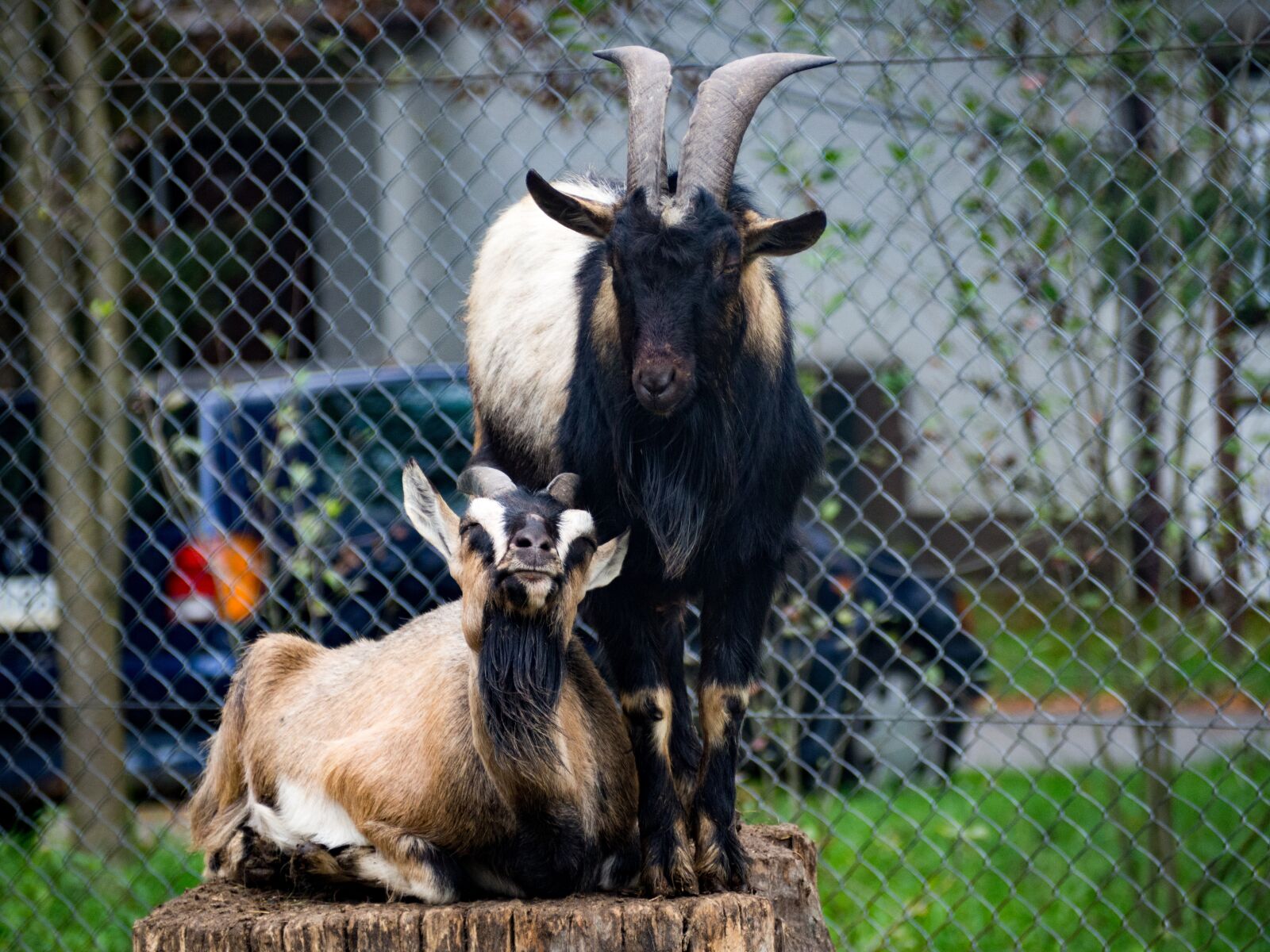 Olympus OM-D E-M10 III sample photo. Goat, animal, zoo photography