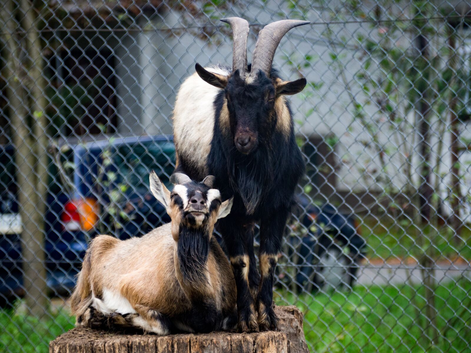 Olympus OM-D E-M10 III + Olympus M.Zuiko Digital ED 40-150mm F4-5.6 R sample photo. Goat, animal, zoo photography