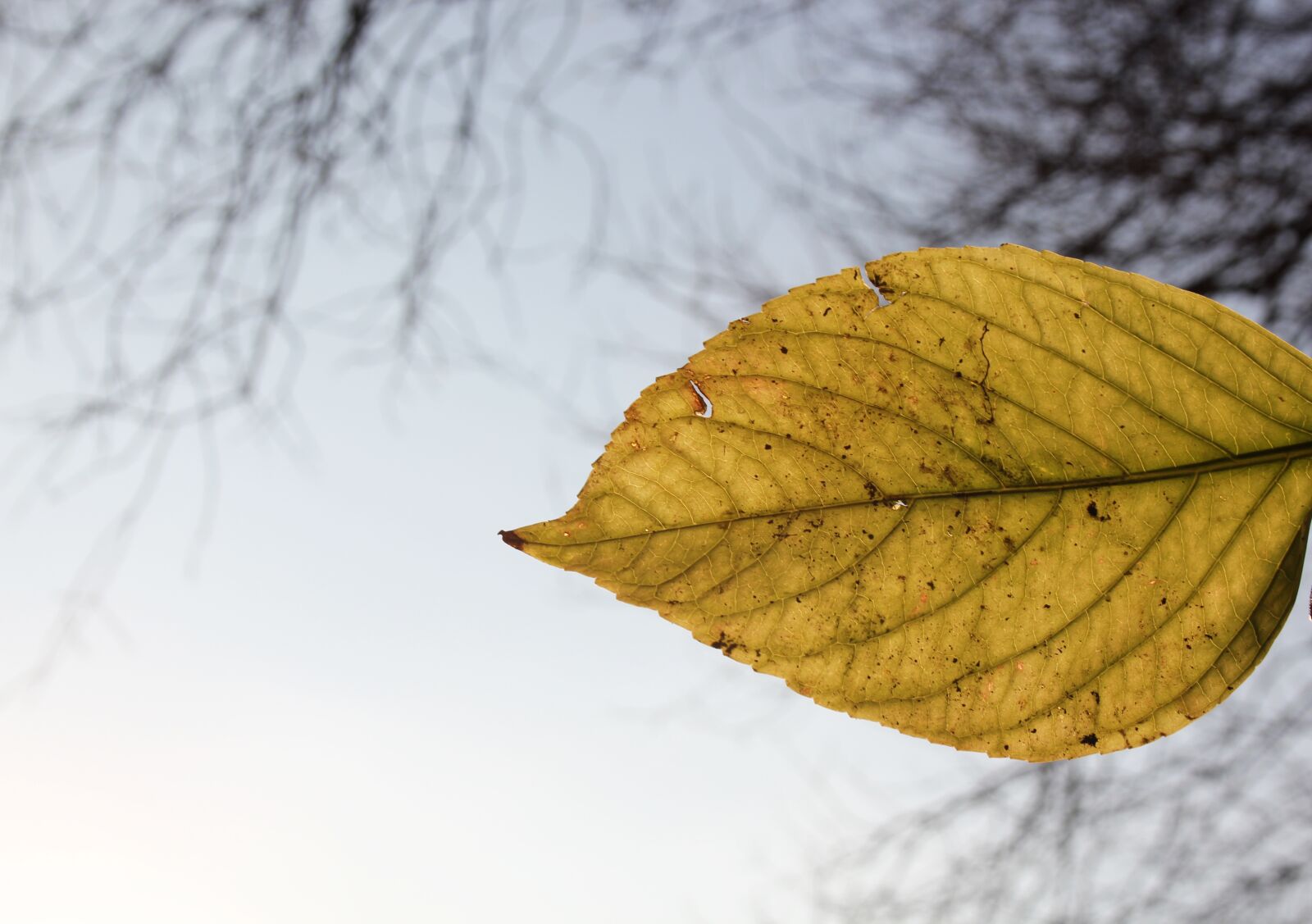 Canon EOS 550D (EOS Rebel T2i / EOS Kiss X4) sample photo. Leaves, nature, plant photography
