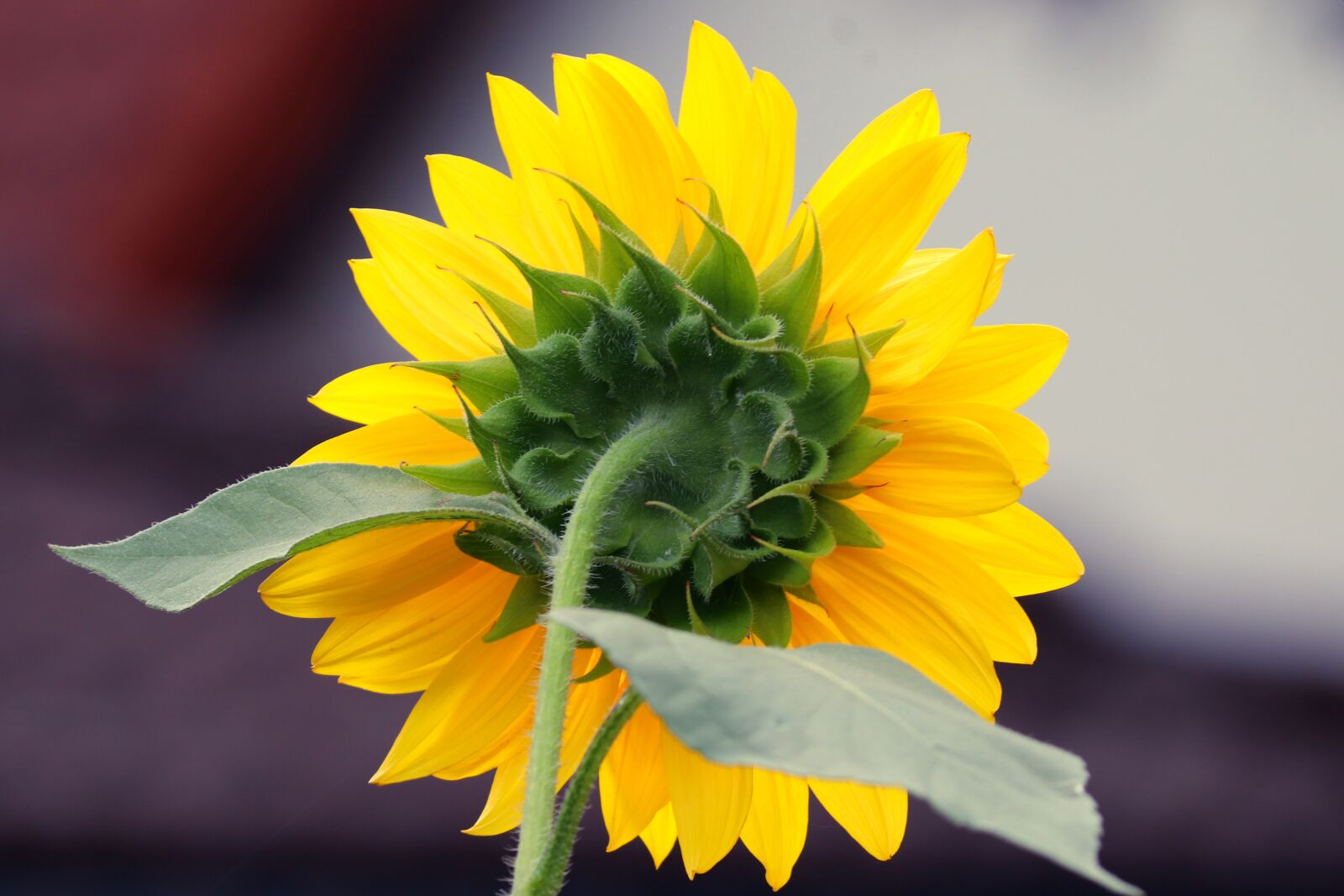 Canon EOS 200D (EOS Rebel SL2 / EOS Kiss X9) sample photo. Sunflower, blossom, bloom photography