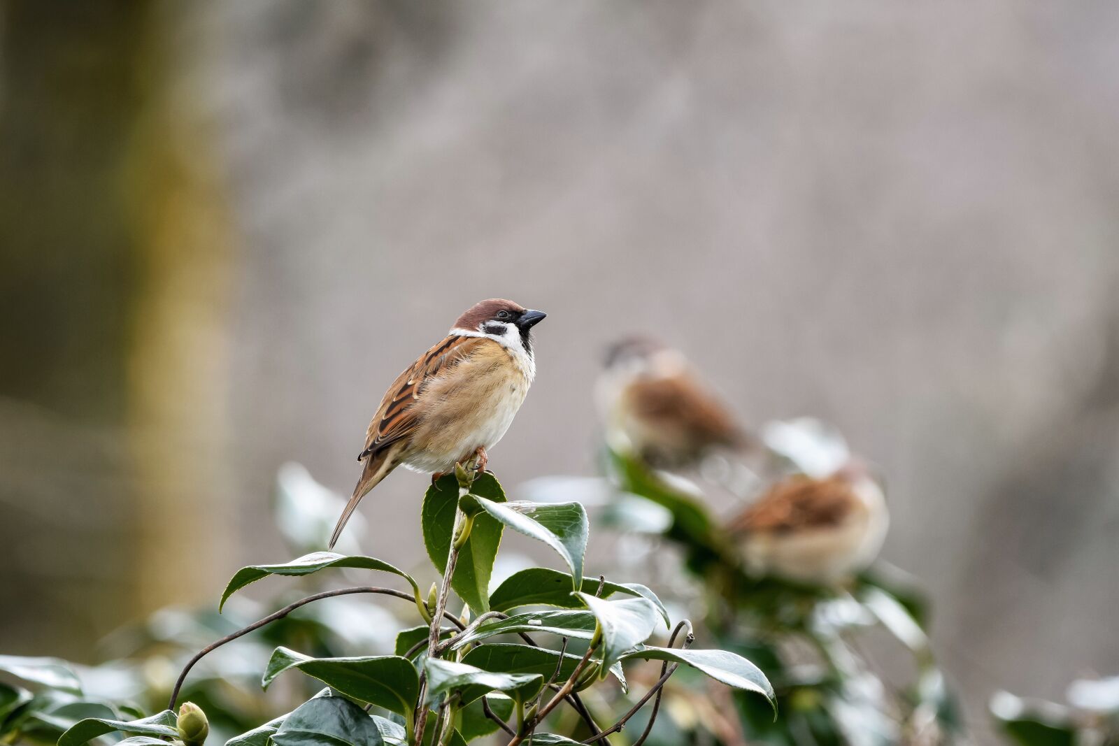 Nikon D7200 sample photo. Animal, plant, wood photography