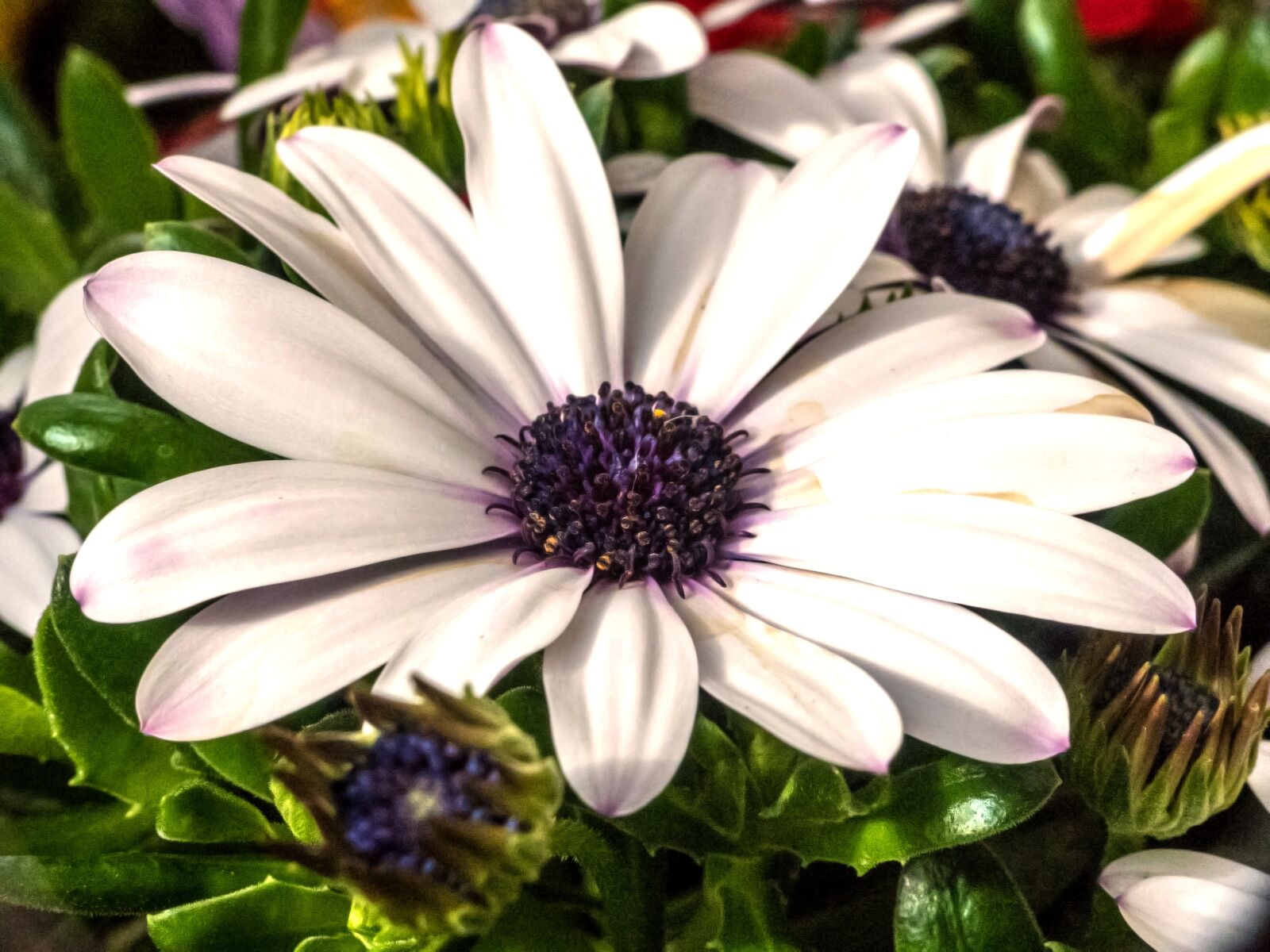 Panasonic Lumix DMC-FZ300 sample photo. White flower, flower, nature photography