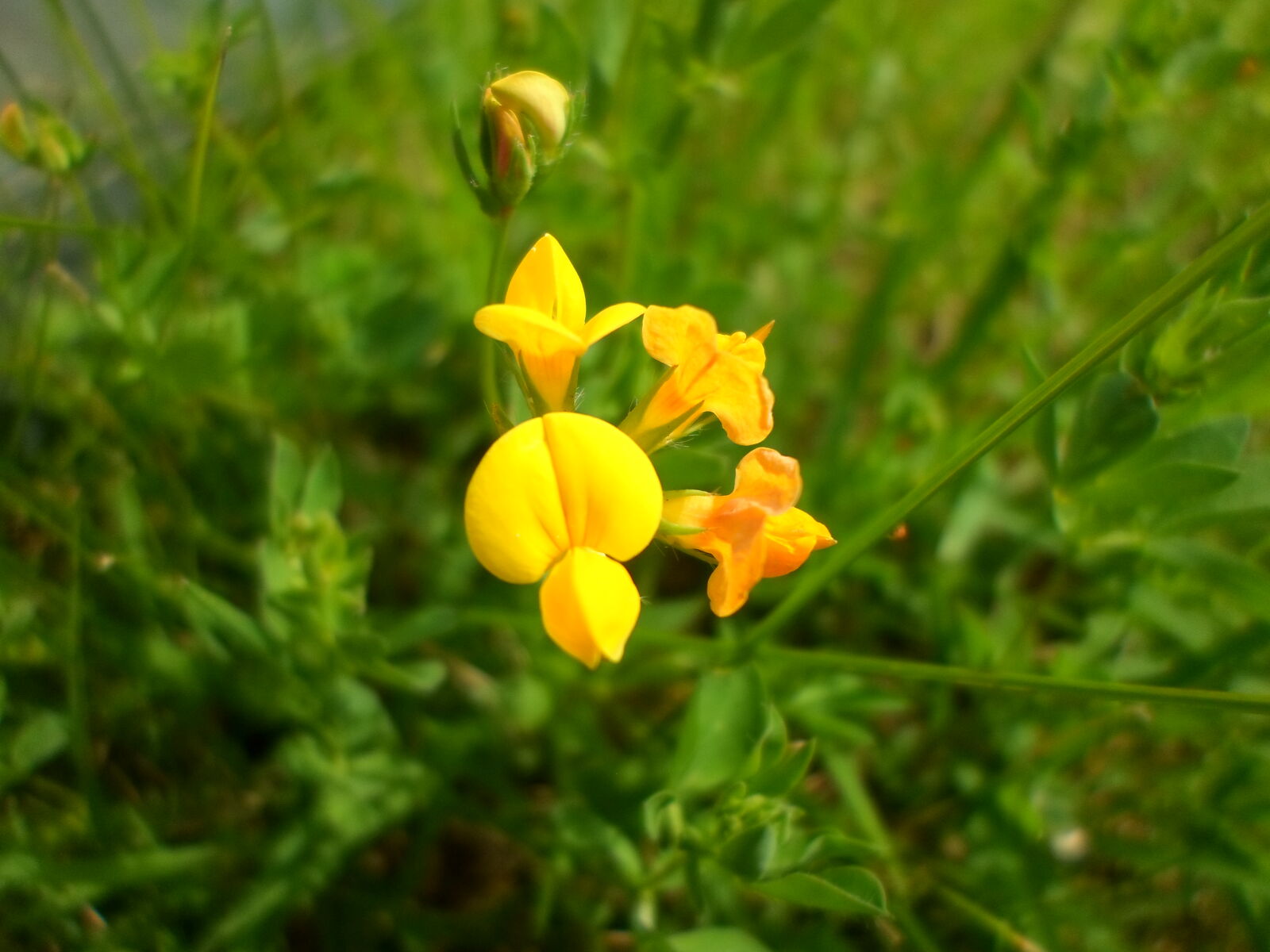 Samsung ST66 / ST68 sample photo. Flower, nature, yellow, flowers photography