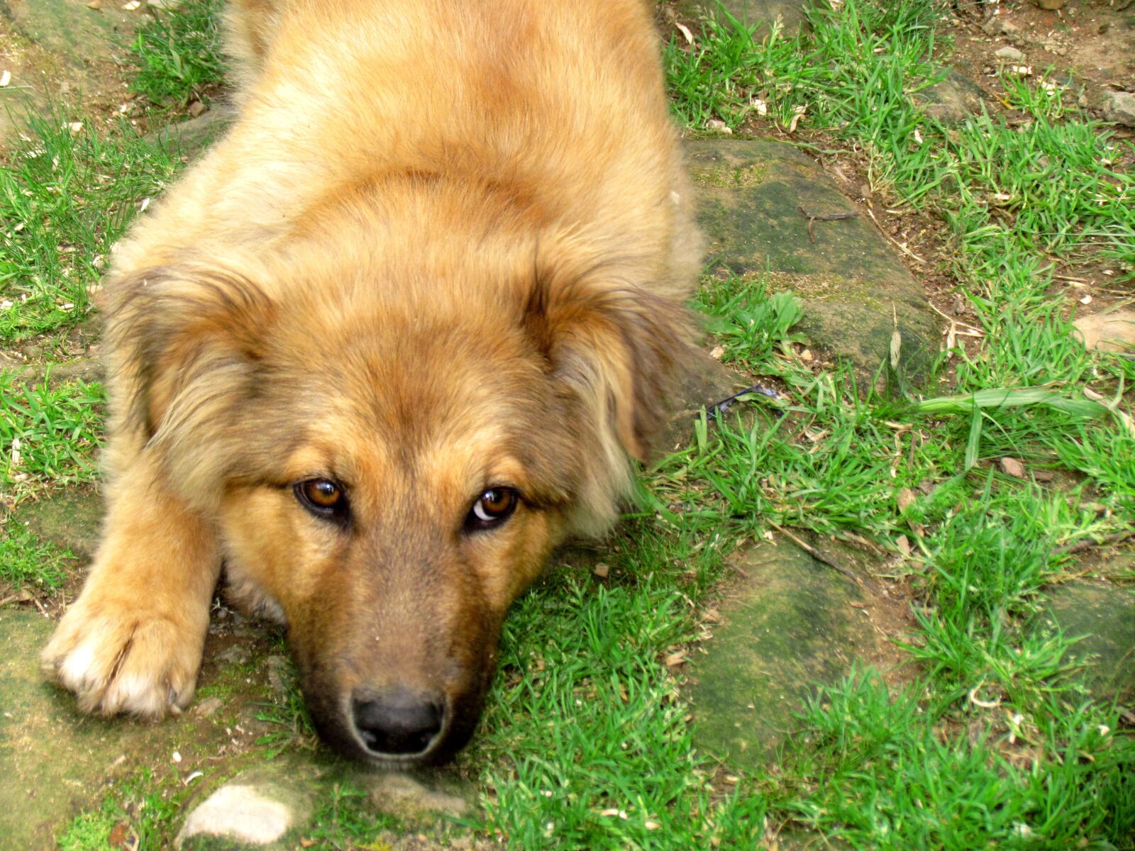 Canon PowerShot SX30 IS sample photo. German shepherd, dog, domestic photography