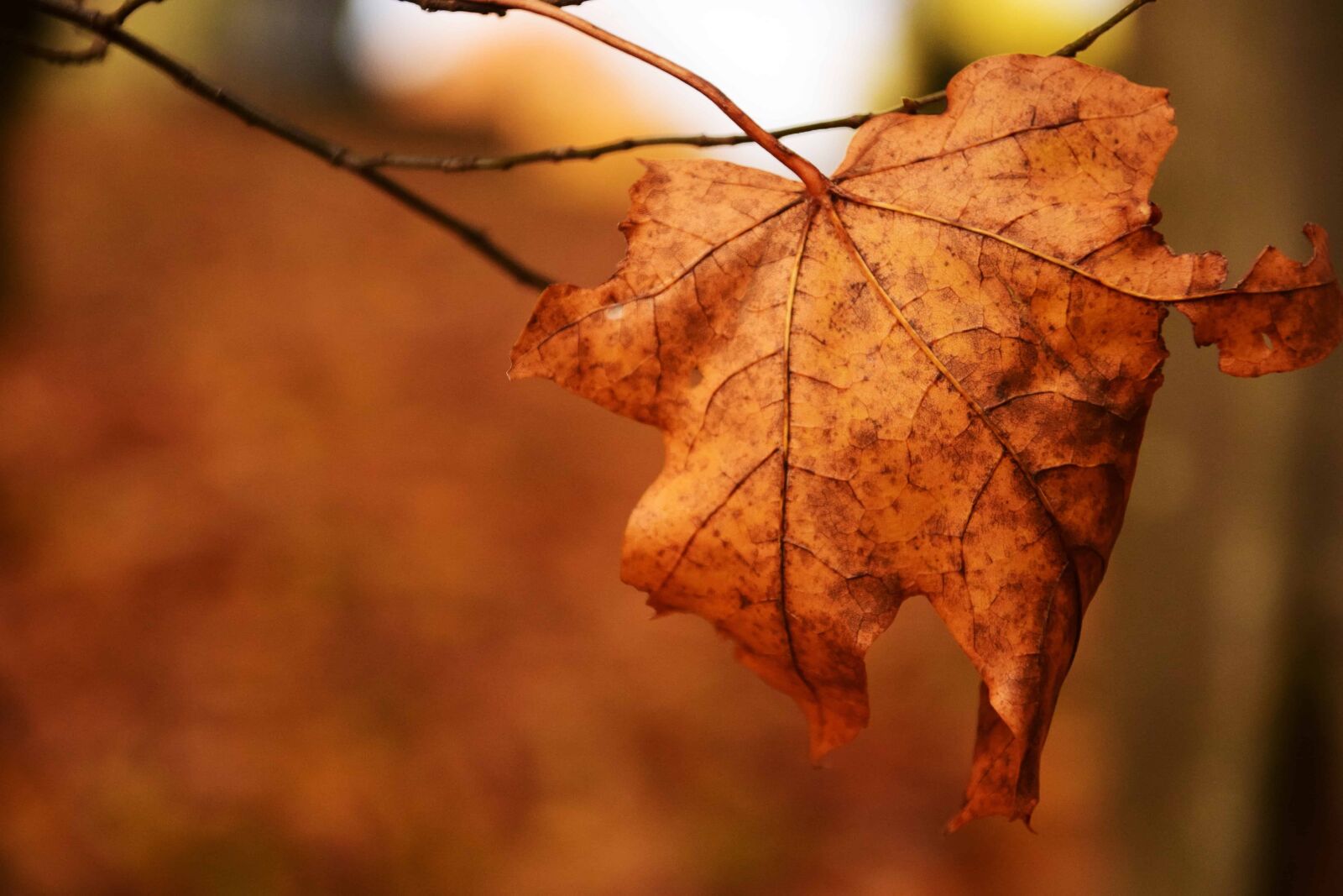 Nikon D3300 sample photo. Leaf, tree, nature, autumn photography
