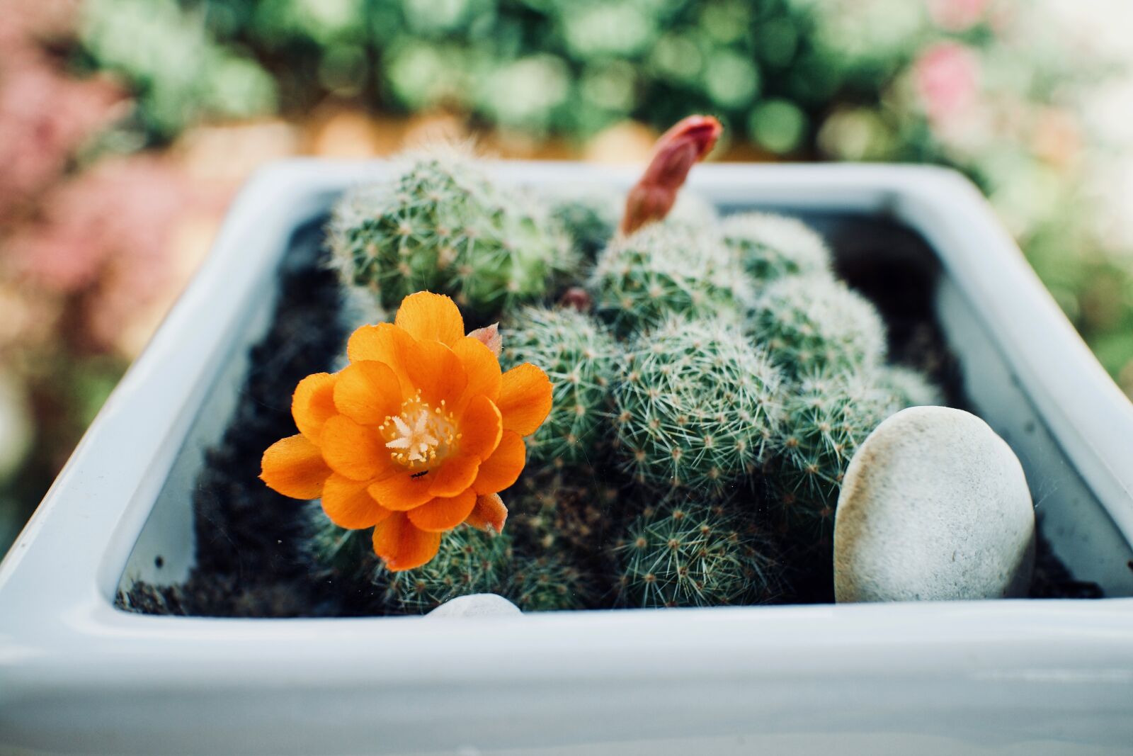 Canon EF-M 22mm F2 STM sample photo. Succulents, cactus, plants photography