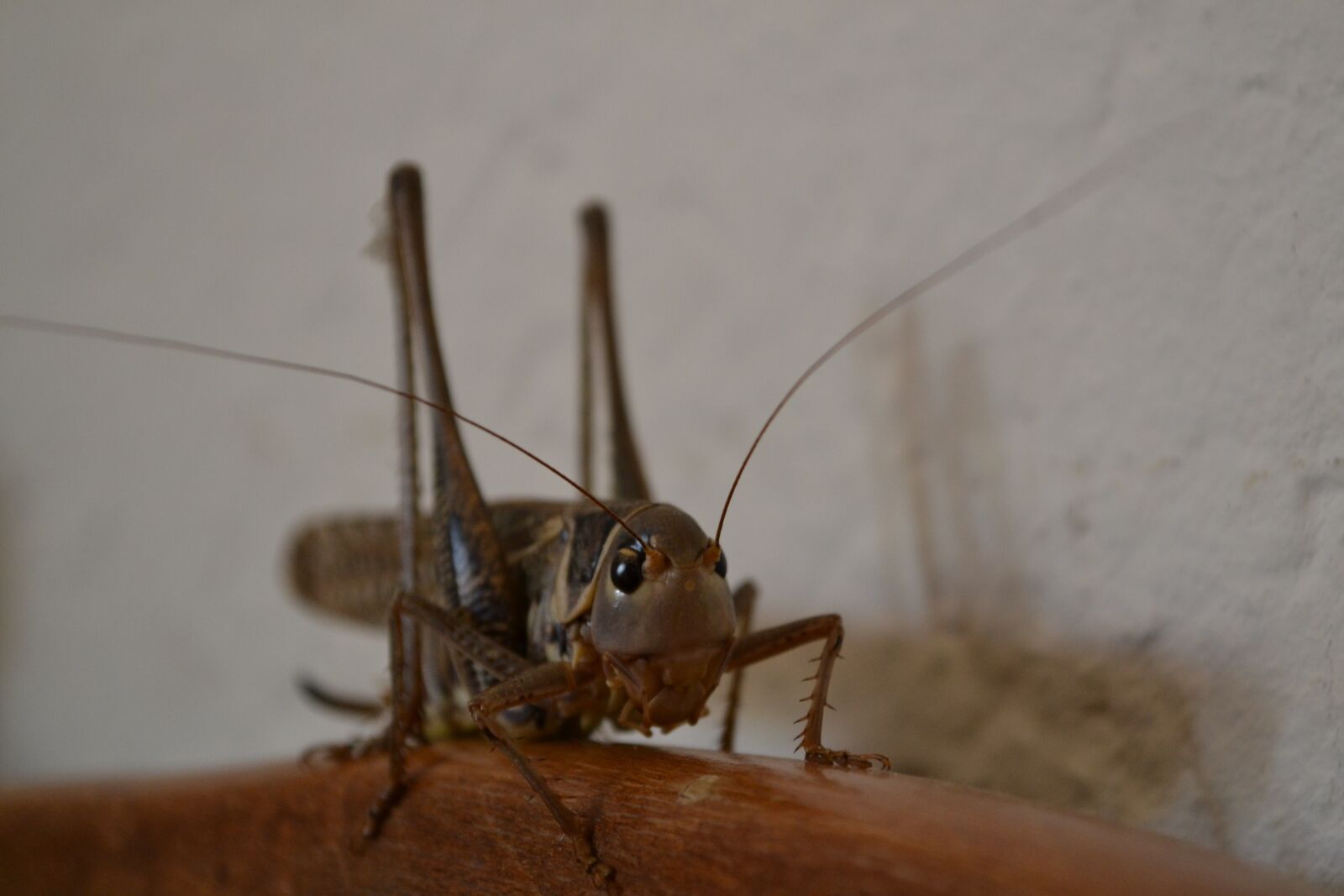 Nikon D3100 sample photo. Insect, invertebrate, wildlife photography