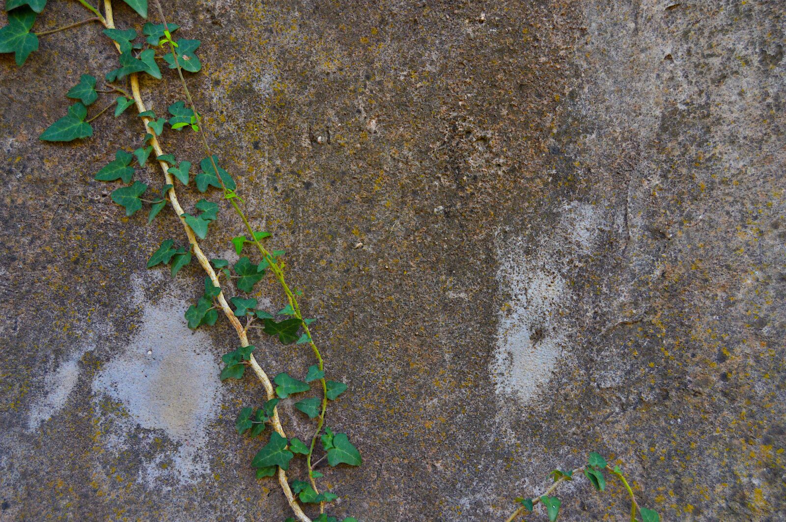 Nikon D3200 sample photo. Ivy, wall, texture wall photography