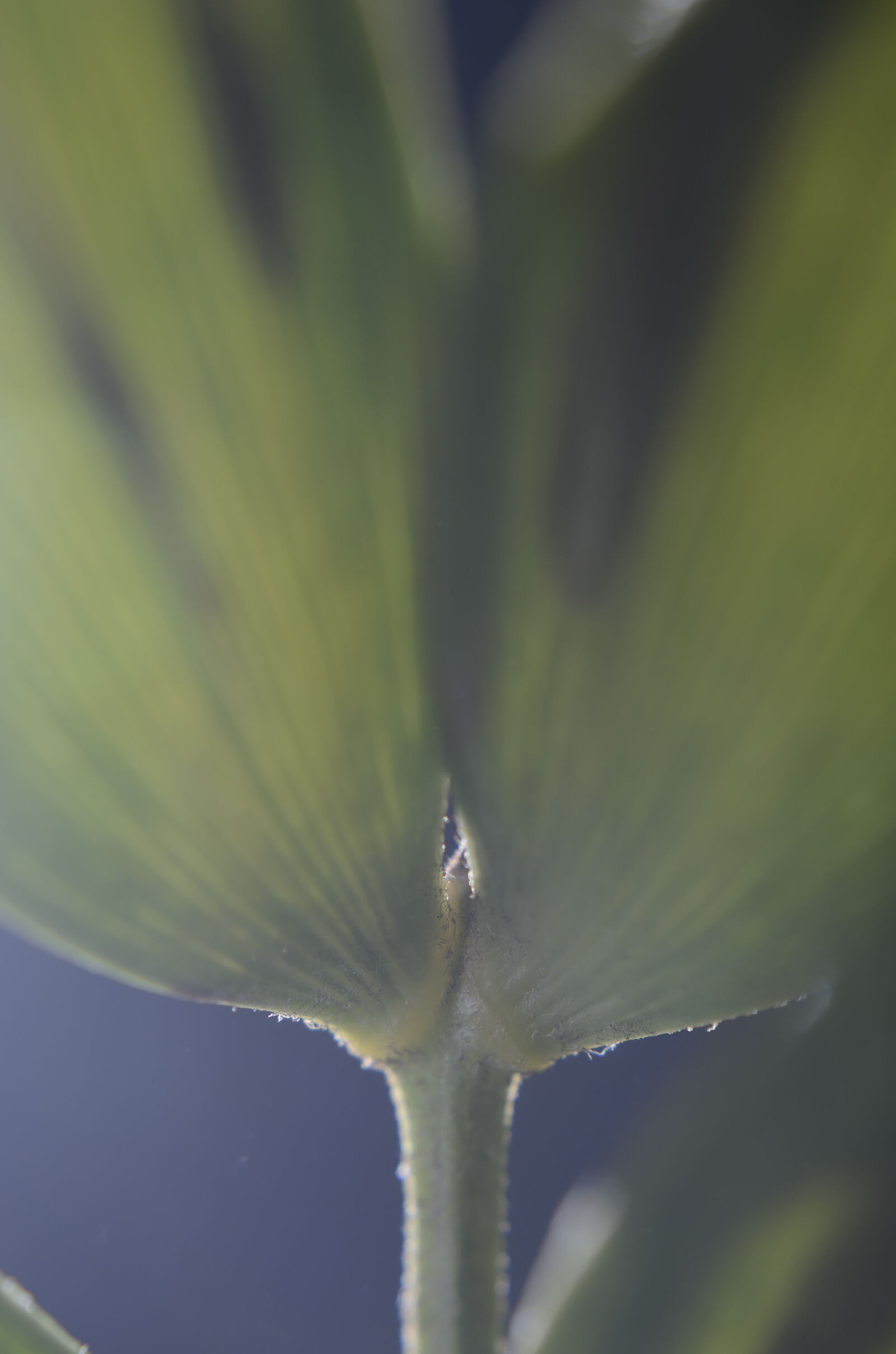 Nikon D7000 sample photo. Abstract, abstrato, background, brazilian photography