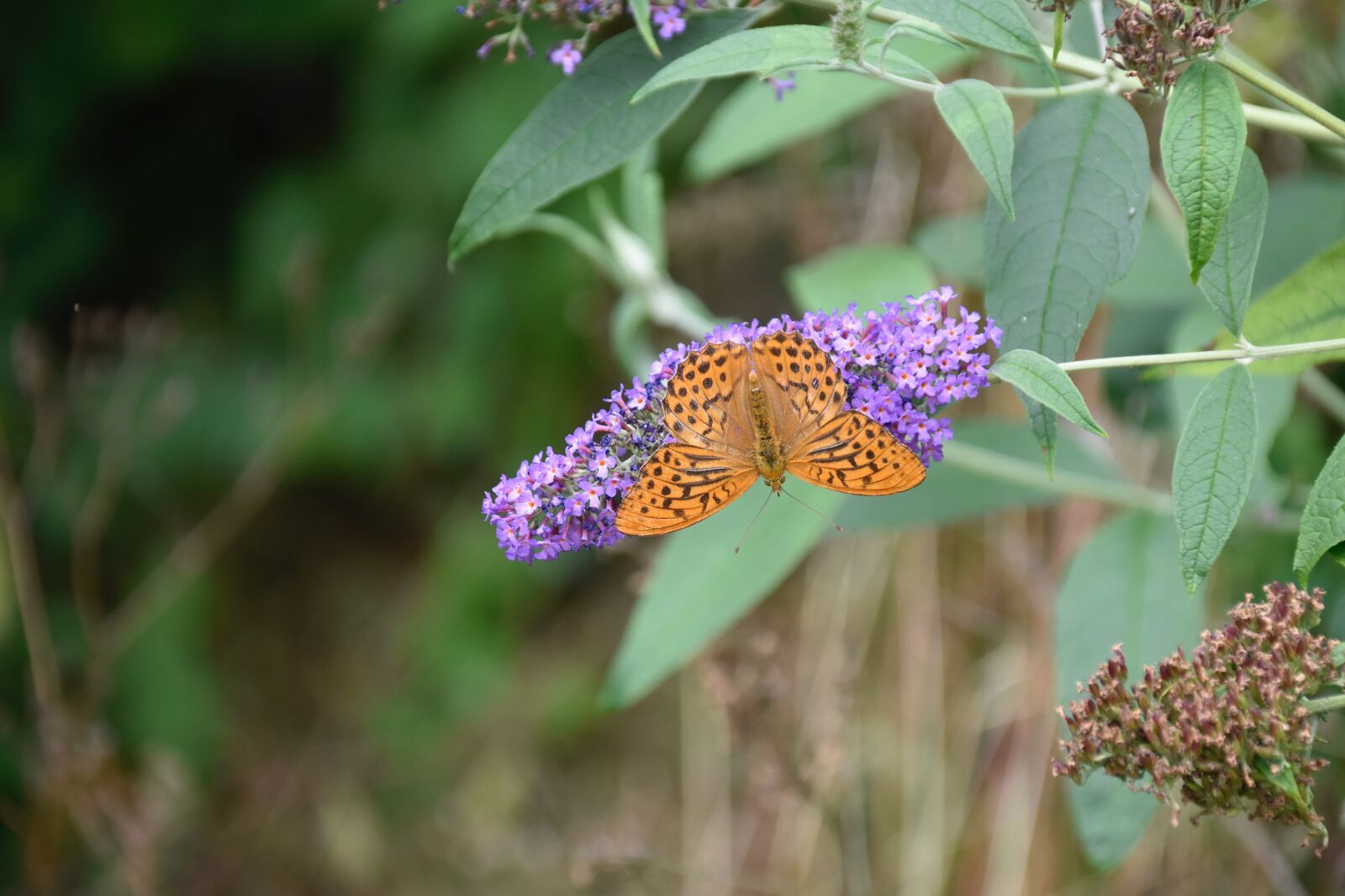 Nikon D5600 sample photo. Butterfly, tree butterfly, shrub photography