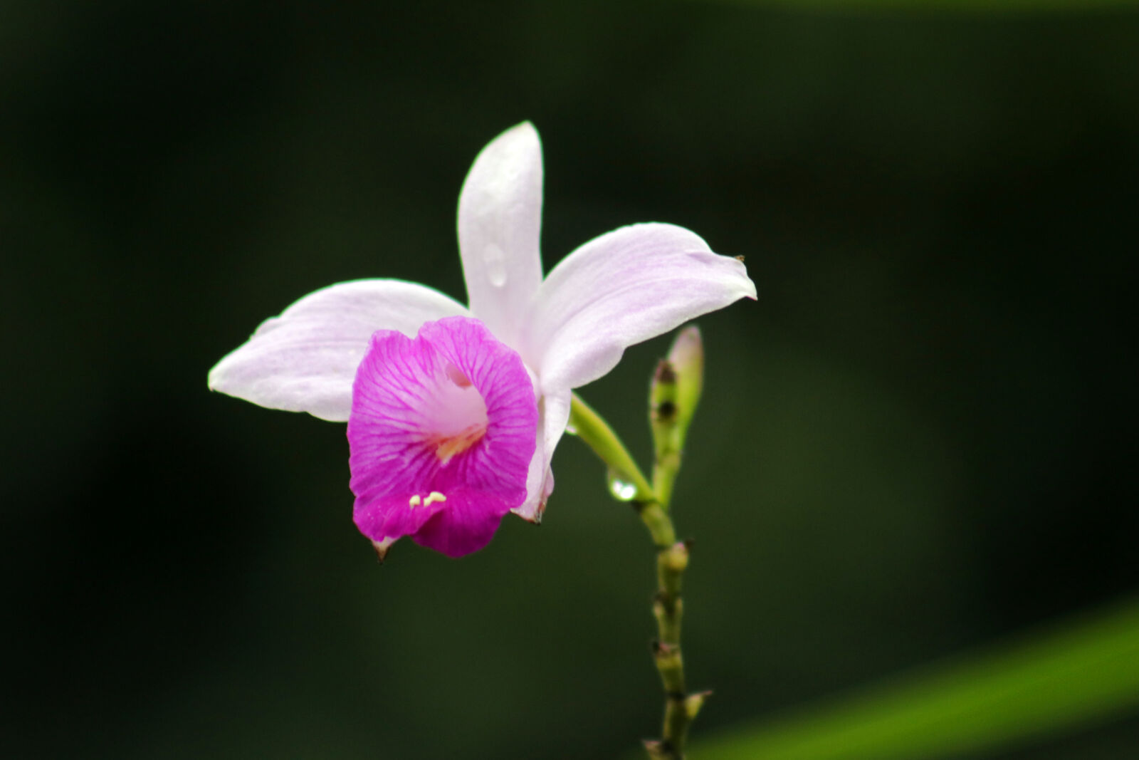 Canon EF 75-300mm f/4-5.6 sample photo. Beautiful, flowers, costarica, flower photography
