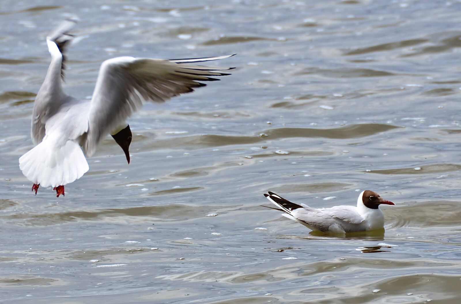 Nikon D90 sample photo. Gulls, lake, water bird photography