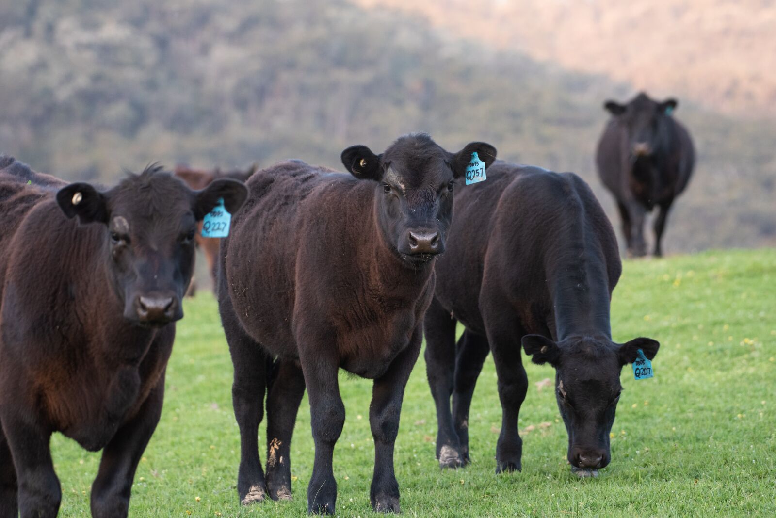Nikon D750 sample photo. Cow, black angus, farm photography